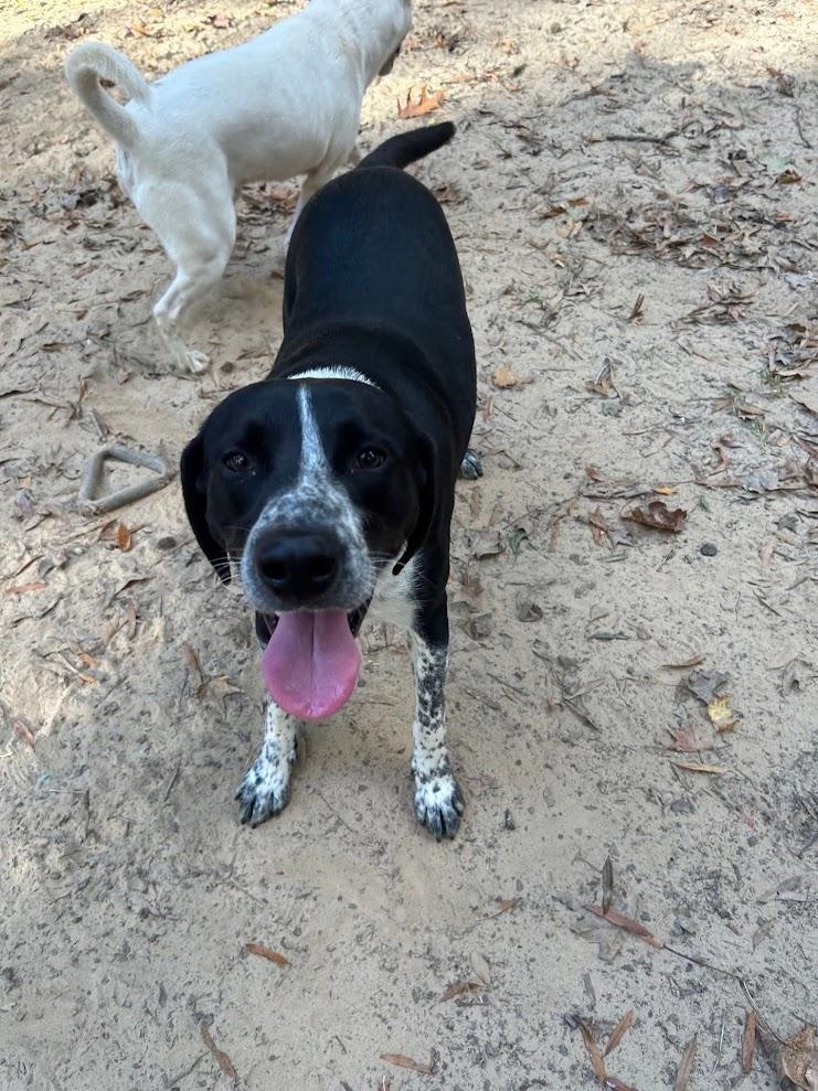 Enlarge Benton, a Adoptable mixed breed in Ruston, LA image 1/3