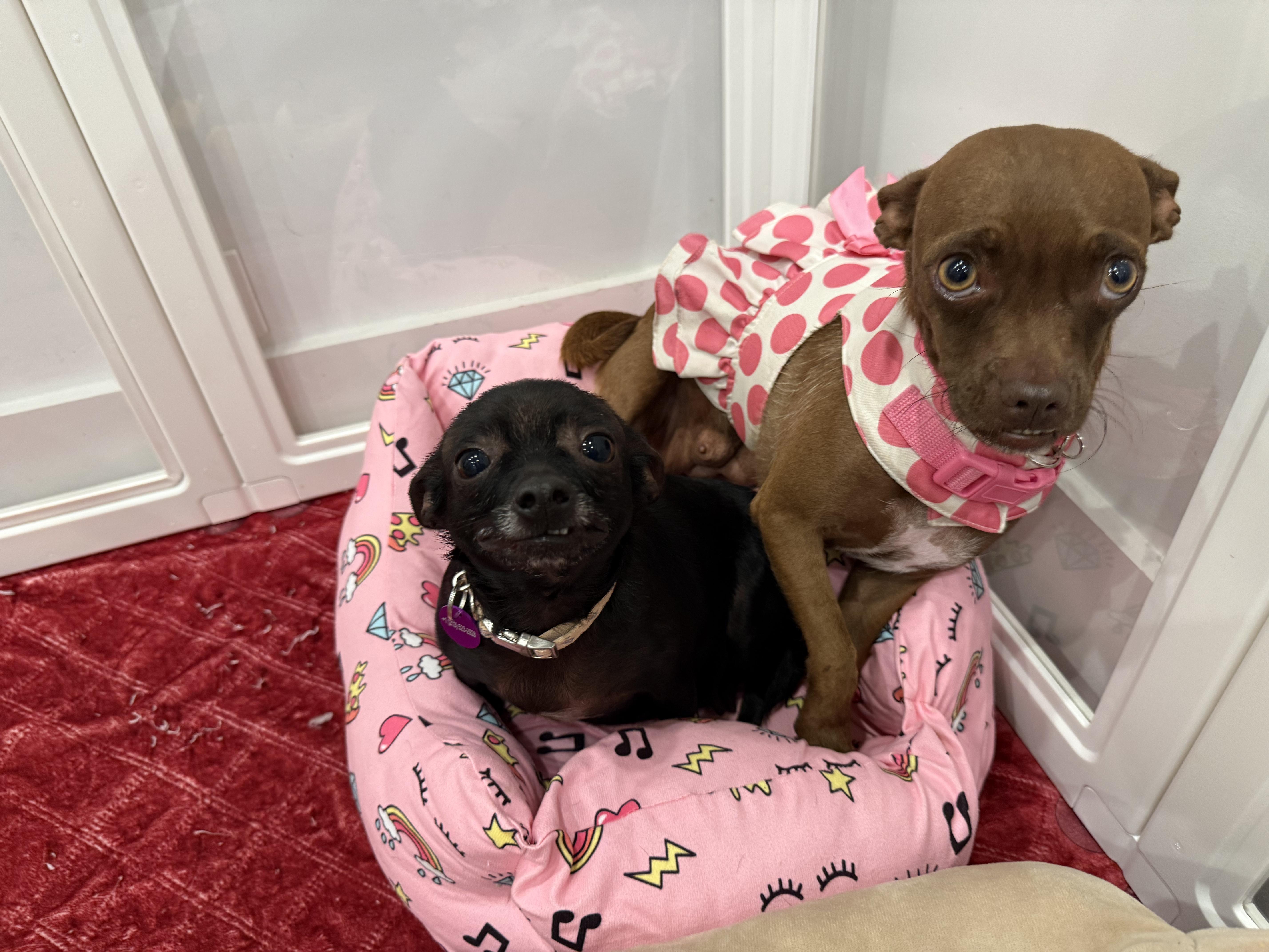 Enlarge Godiva, a Adoptable mixed breed in West Hollywood, CA image 3/6