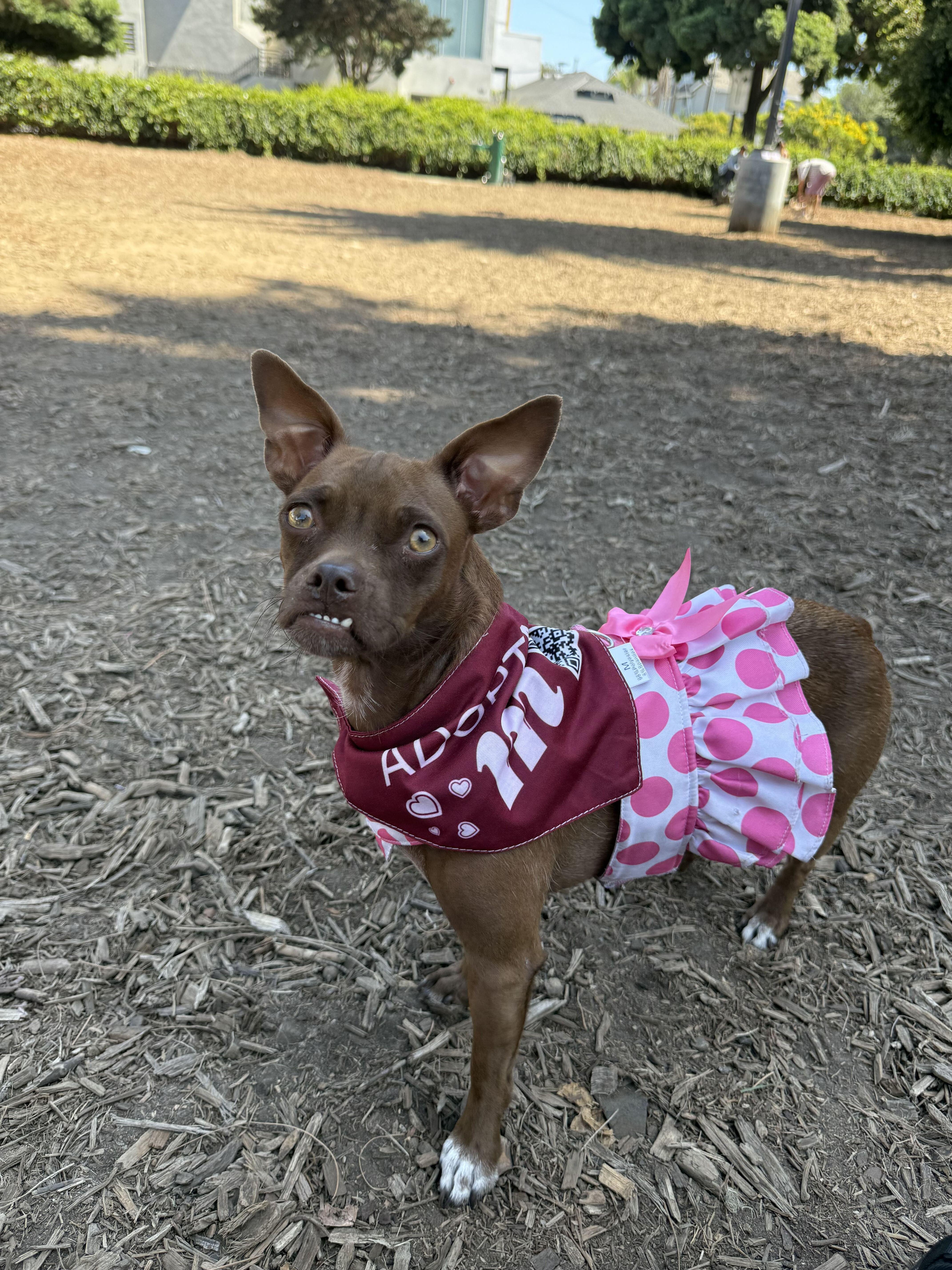 Enlarge Godiva, a Adoptable mixed breed in West Hollywood, CA image 2/6