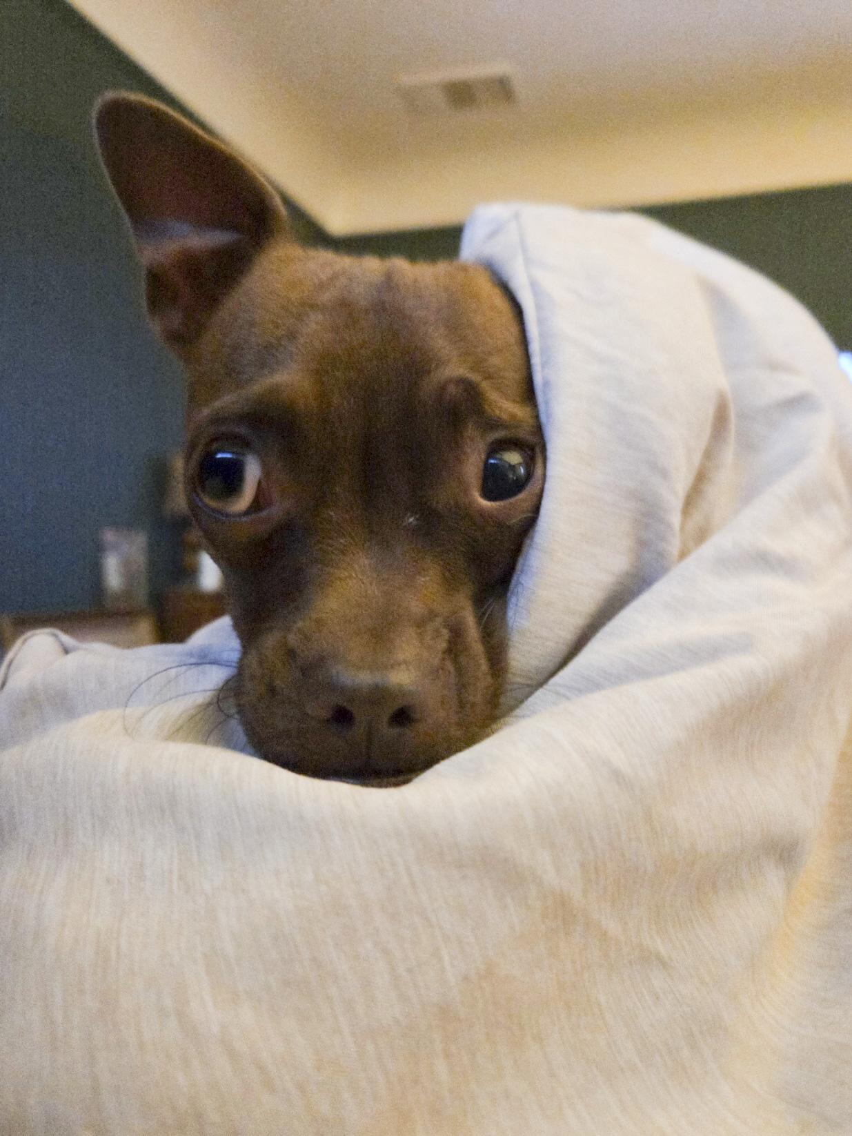 Enlarge Godiva, a Adoptable mixed breed in West Hollywood, CA image 4/6