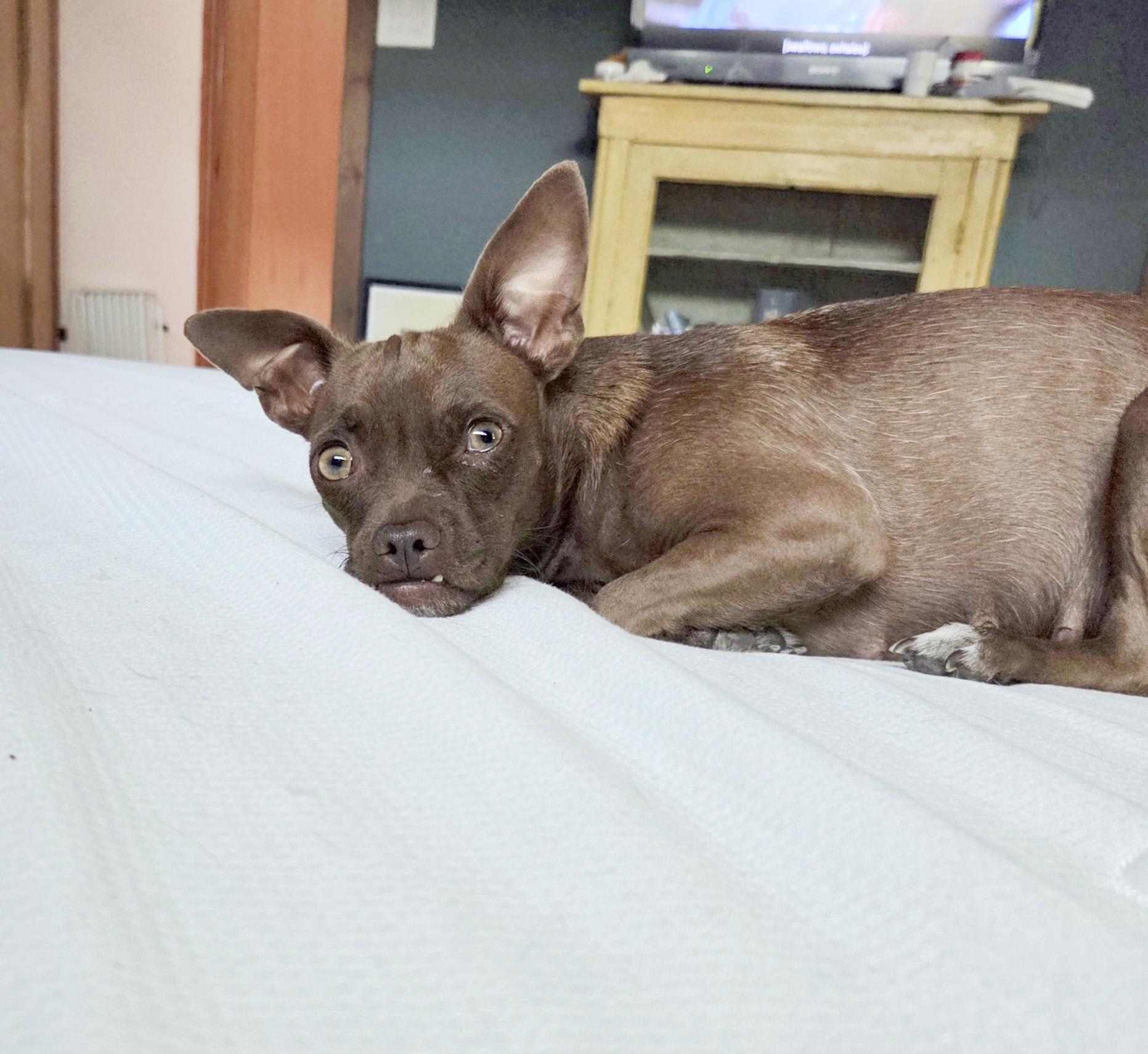Godiva, Adoptable, Young Female Chihuahua & Pug.