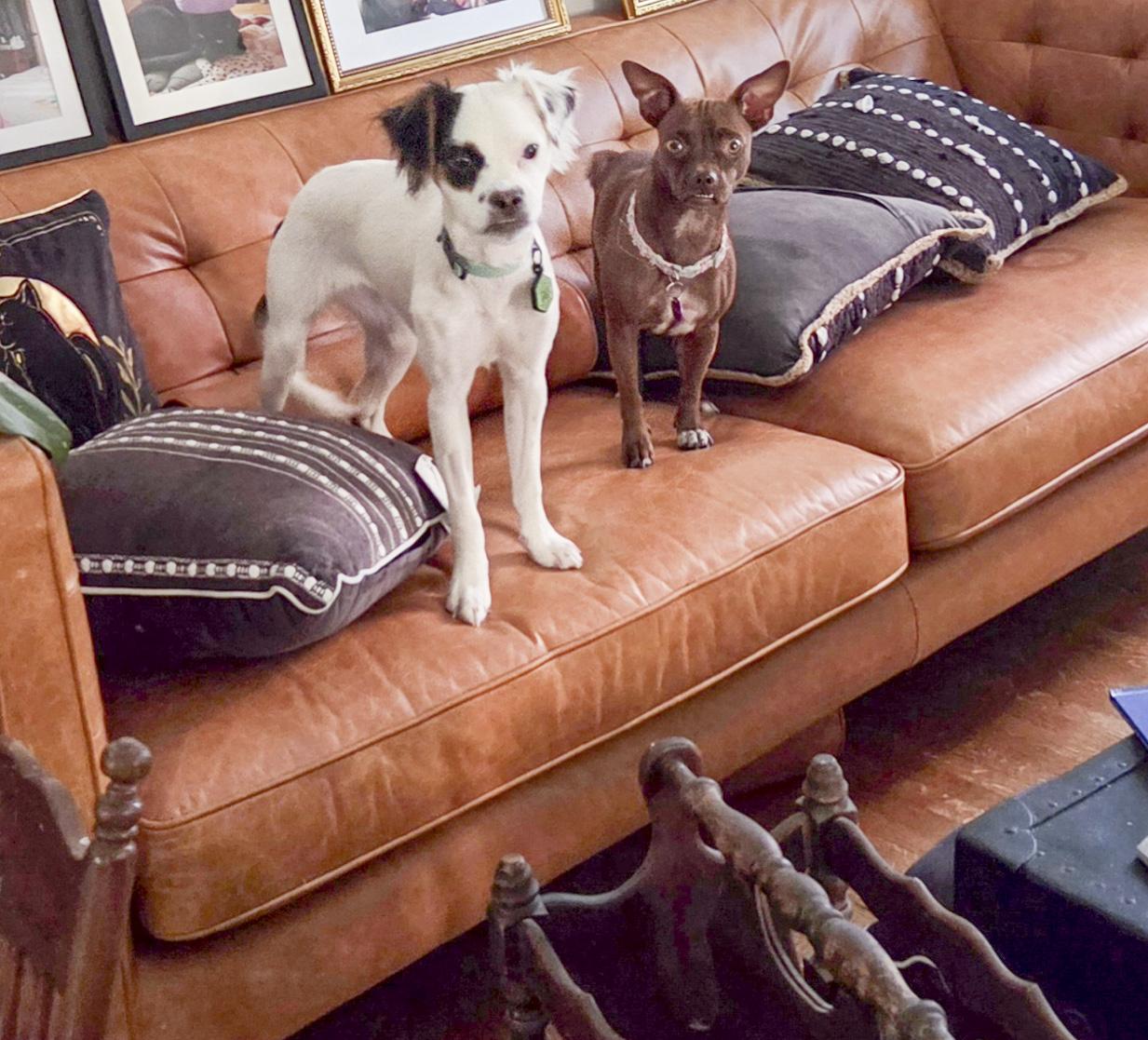 Enlarge Godiva, a Adoptable mixed breed in West Hollywood, CA image 5/6