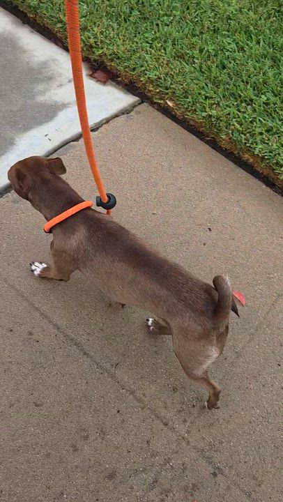 Enlarge Godiva, a Adoptable mixed breed in West Hollywood, CA video 6/6