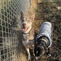 Enlarge Benny, an adopted Husky in North Kansas City, MO image 2/3