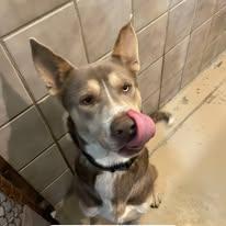 Enlarge Benny, an adopted Husky in North Kansas City, MO image 3/3