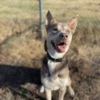 Enlarge Benny, an adopted Husky in North Kansas City, MO image 1/3