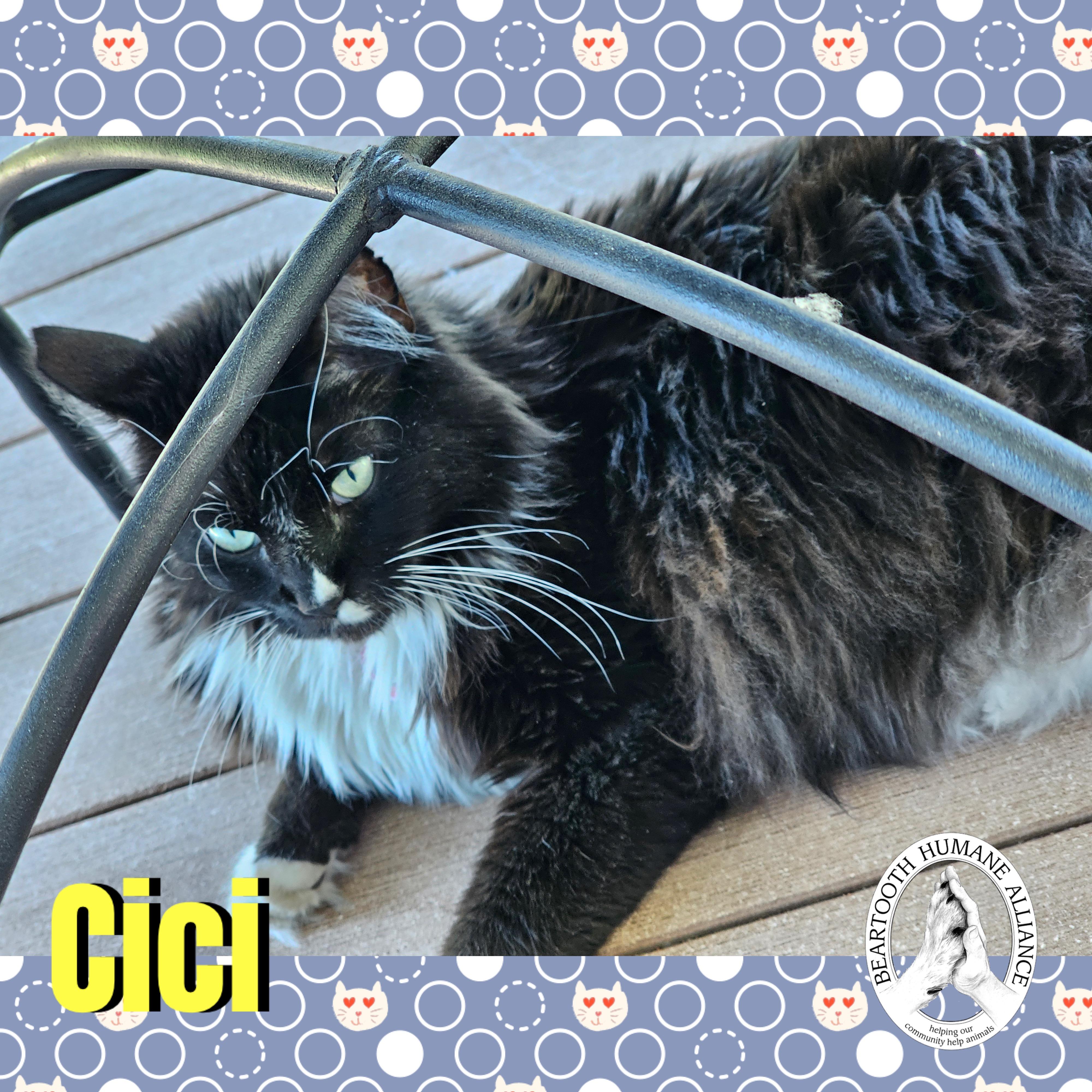 Cici, an adoptable Domestic Long Hair in Red Lodge, MT, 59068 | Photo Image 3