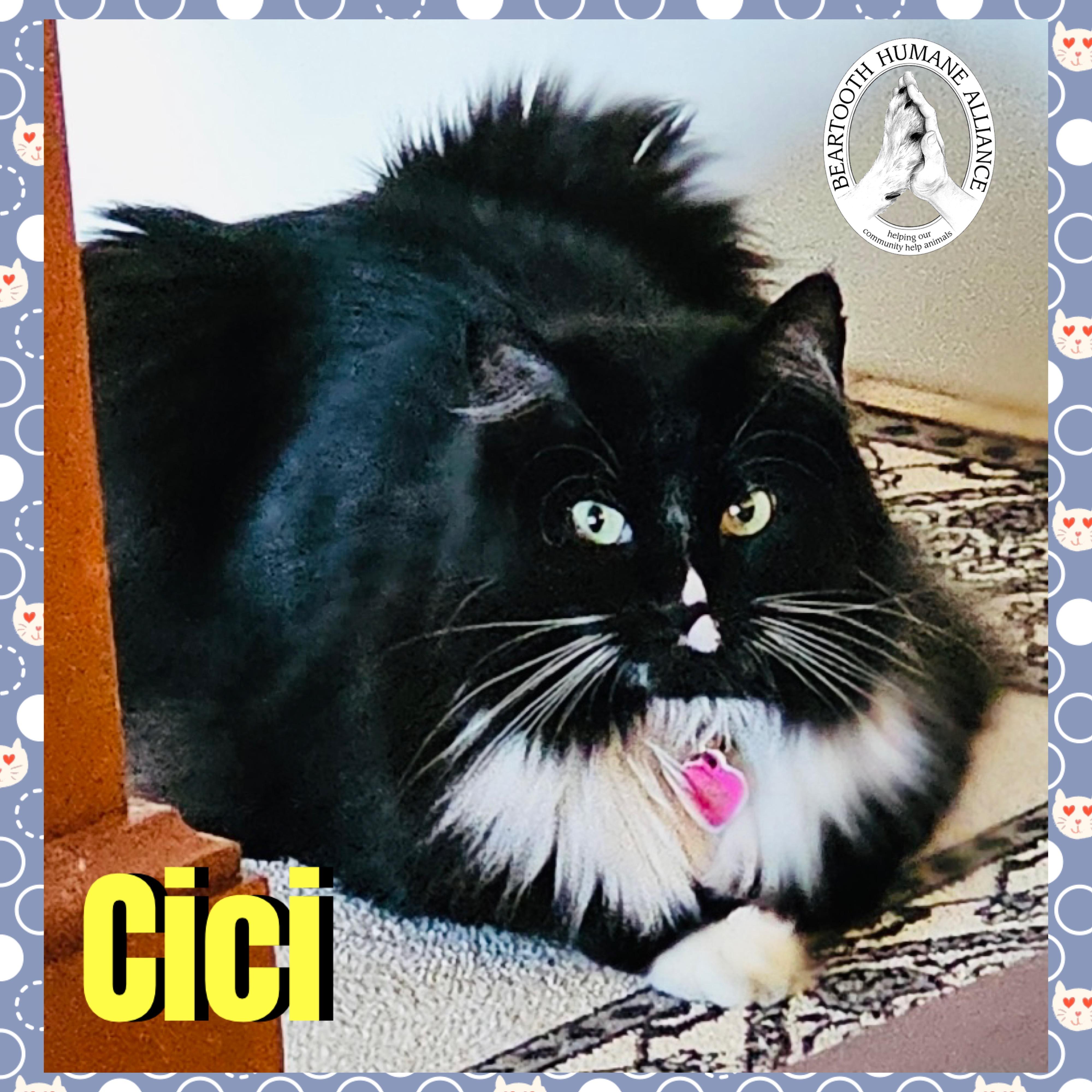 Cici, Adult Female unknown