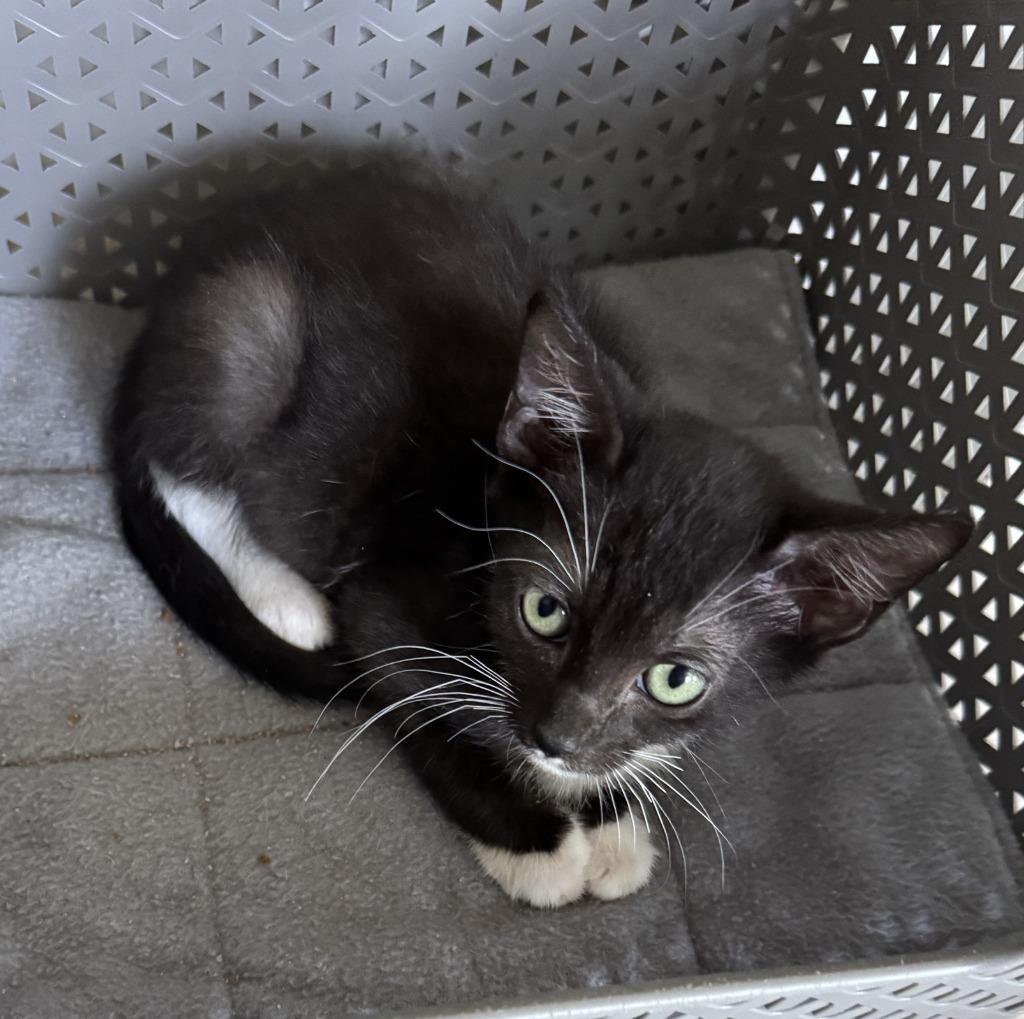 Barbara, Adoptable, Kitten Female Domestic Short Hair.