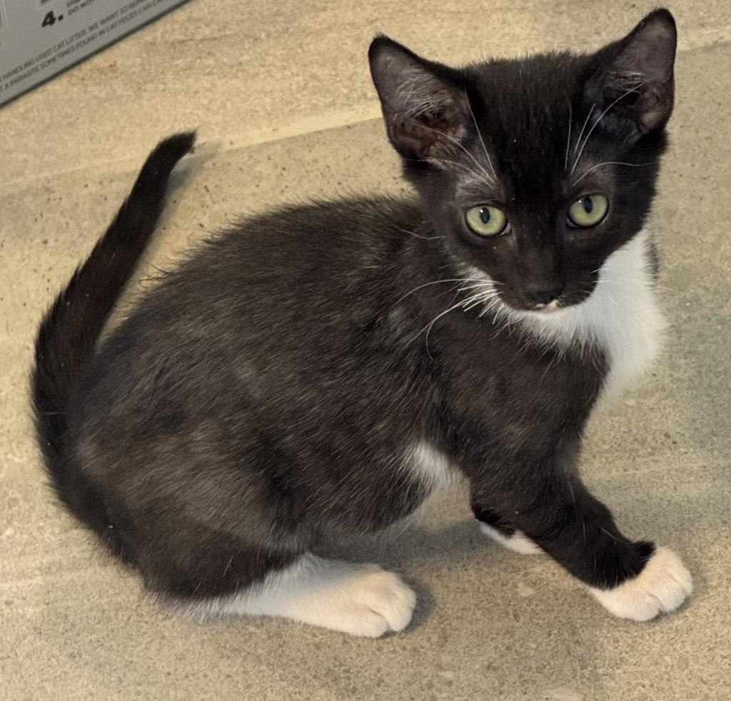 Enlarge Barbara, a Adoptable mixed breed in Rowlett, TX image 3/6