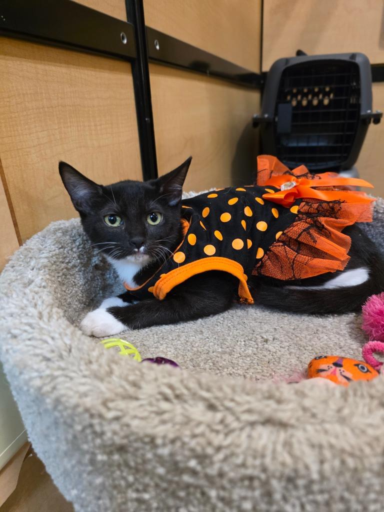 Enlarge Barbara, a Adoptable mixed breed in Rowlett, TX image 4/6