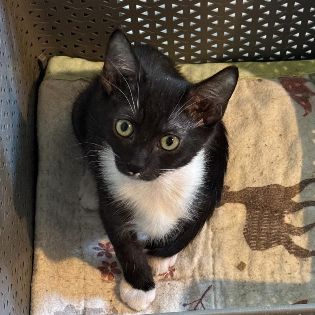 Enlarge Barbara, a Adoptable mixed breed in Rowlett, TX image 5/6