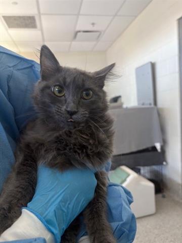 KINABALU, Adoptable, Young Female Domestic Short Hair.