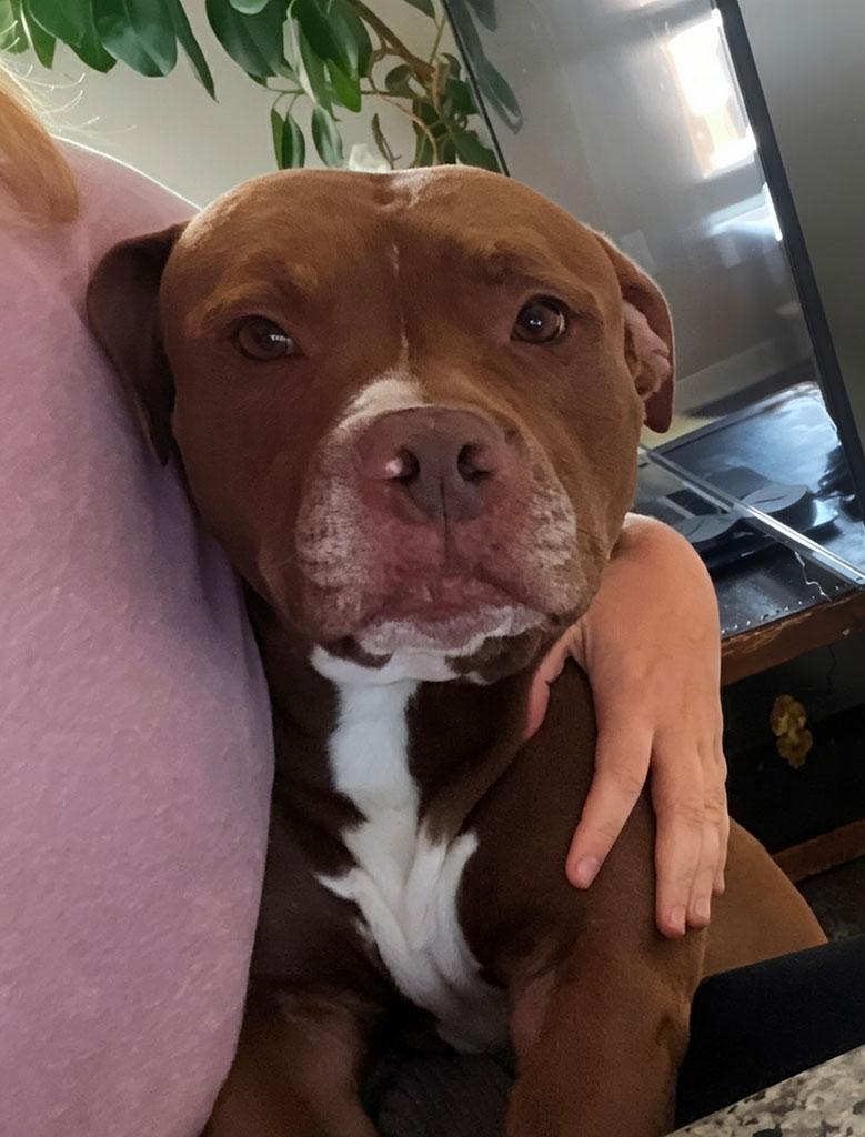 Redz, a ADOPTABLE mixed breed in Bowie, MD image 2/6