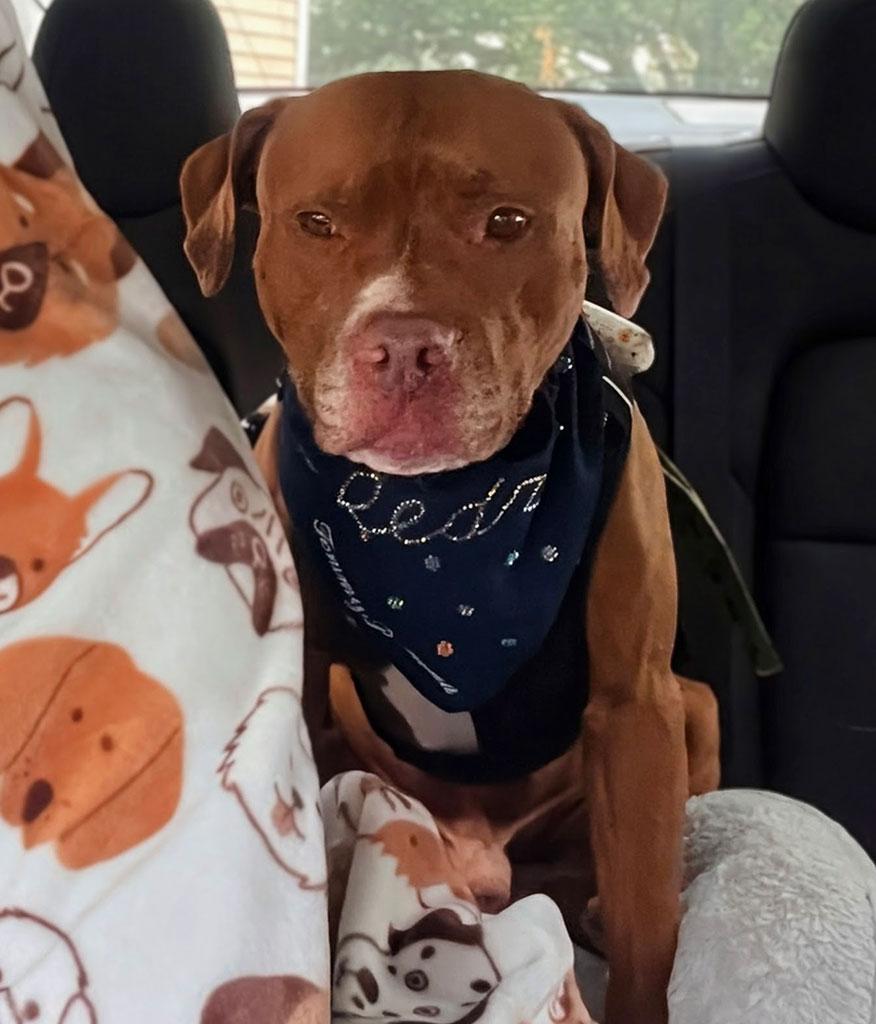 Redz, a ADOPTABLE mixed breed in Bowie, MD image 5/6