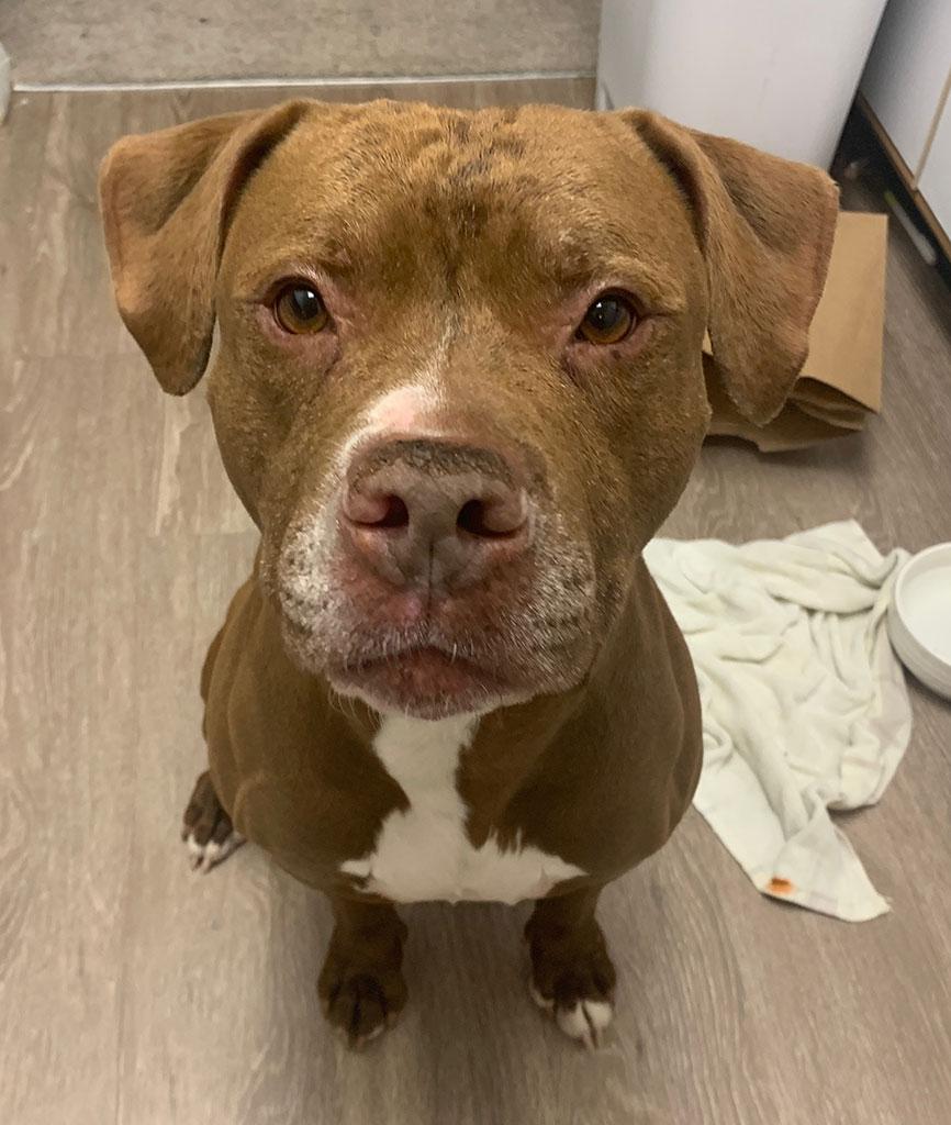 Redz, a ADOPTABLE mixed breed in Bowie, MD image 6/6