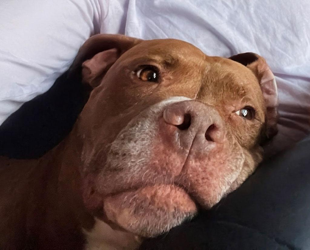 Redz, ADOPTABLE, Adult Male Terrier & Labrador Retriever.