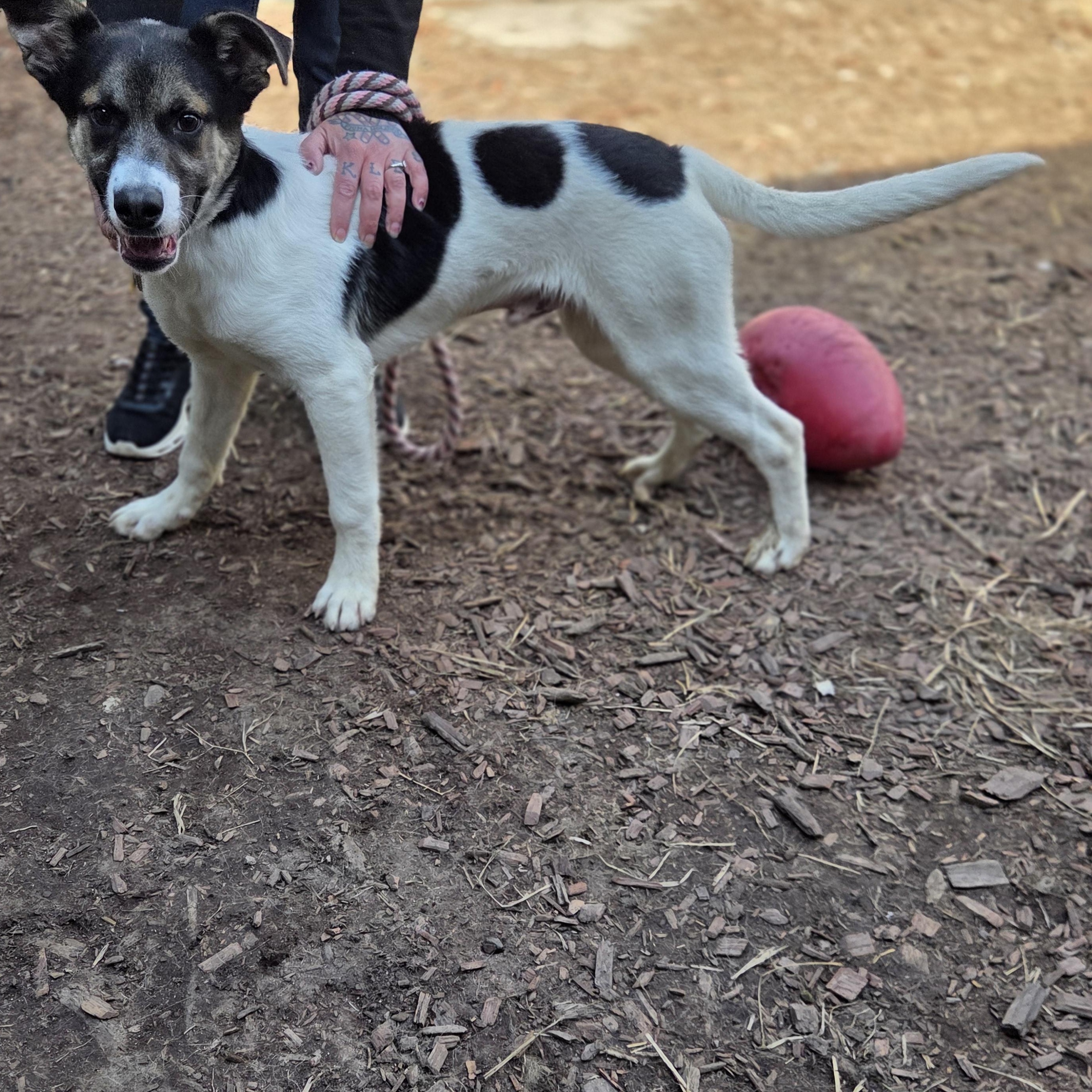 Enlarge Drayden Tomahto, a ADOPTABLE mixed breed in Brookings, SD image 3/4