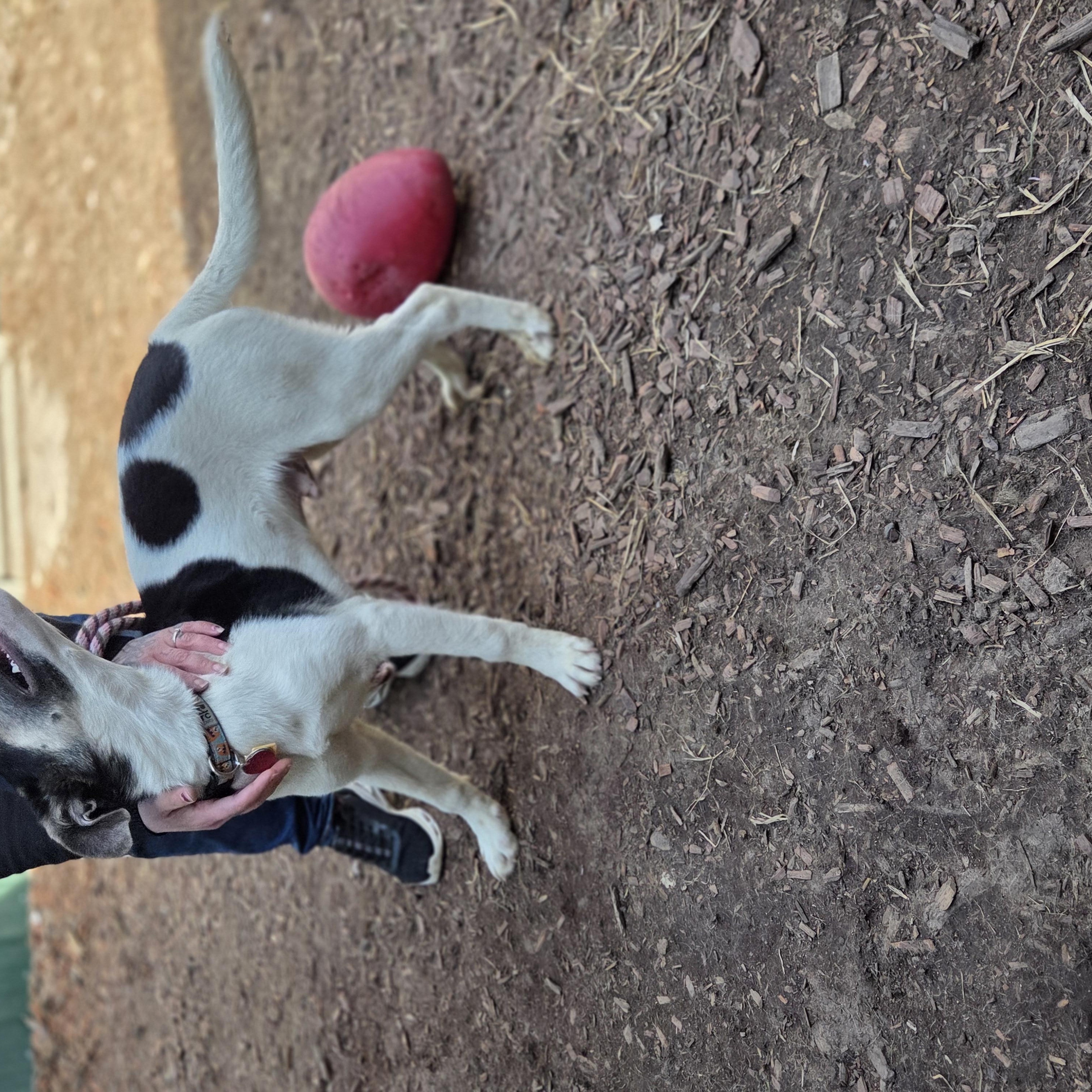 Enlarge Drayden Tomahto, a ADOPTABLE mixed breed in Brookings, SD image 4/4