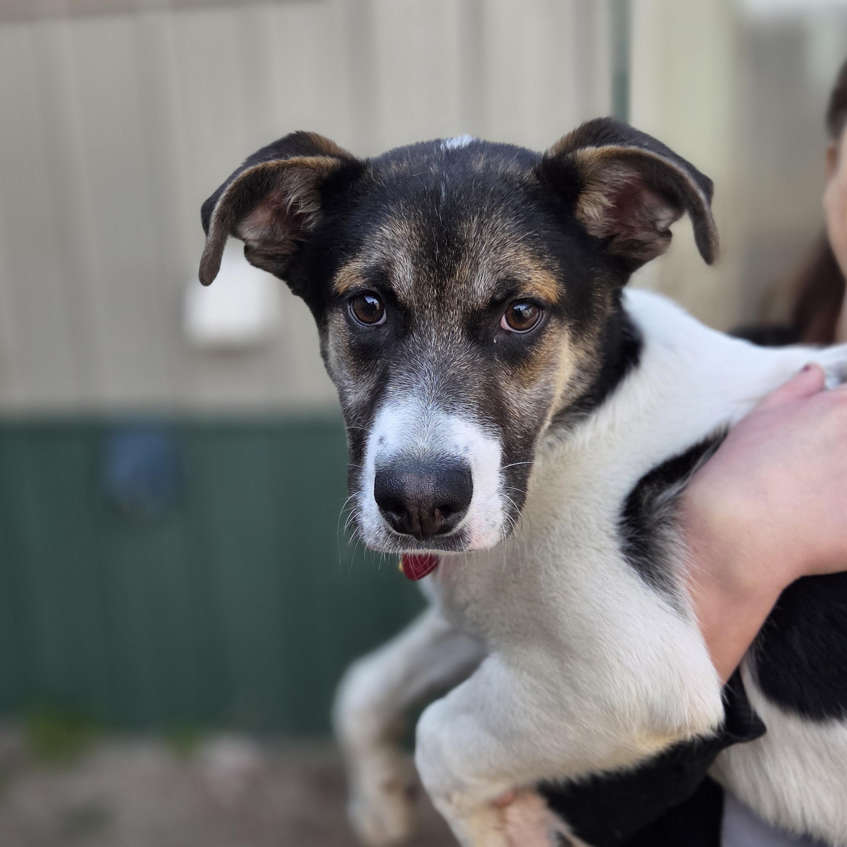 Enlarge Drayden Tomahto, a ADOPTABLE mixed breed in Brookings, SD image 1/4