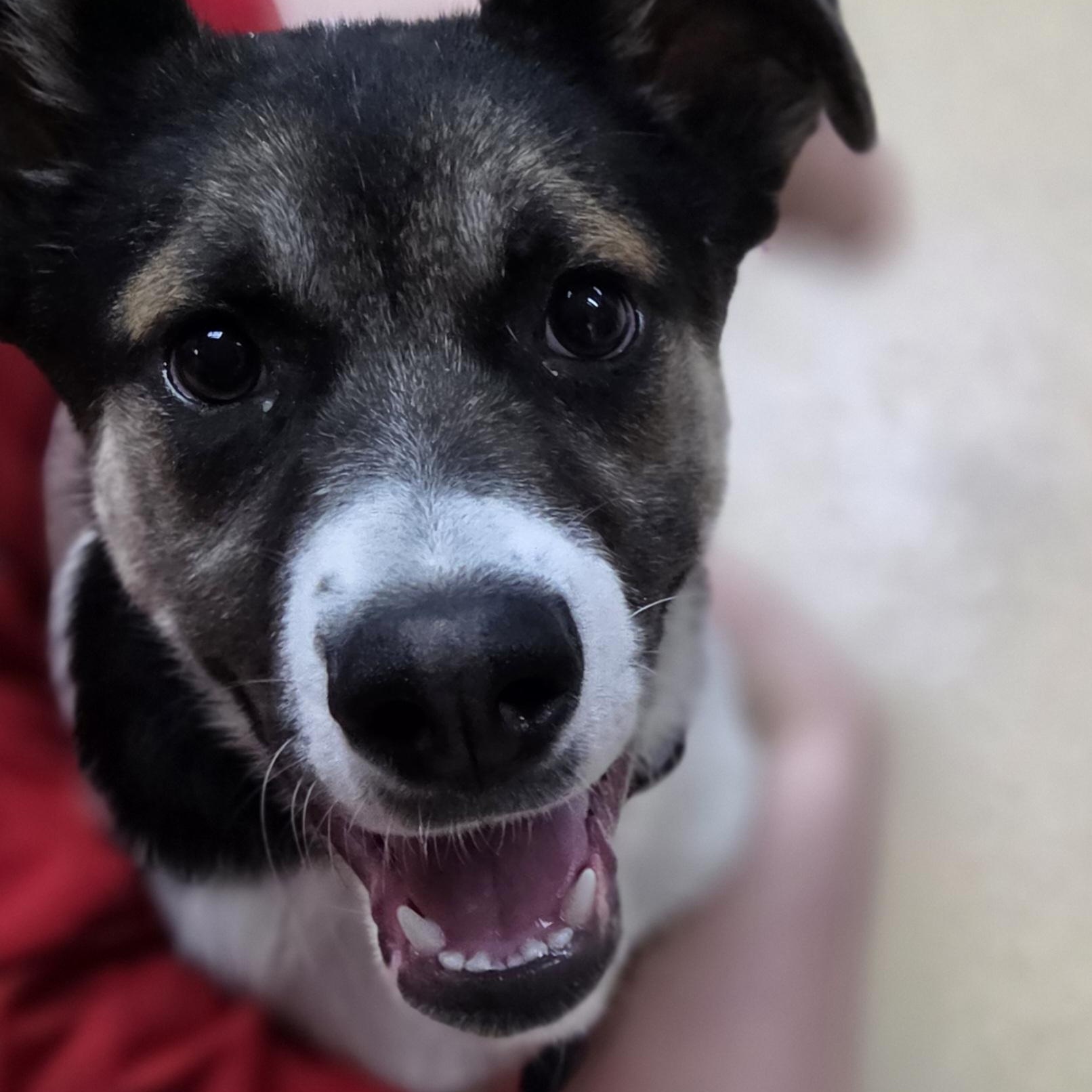 Enlarge Drayden Tomahto, a ADOPTABLE mixed breed in Brookings, SD image 2/4