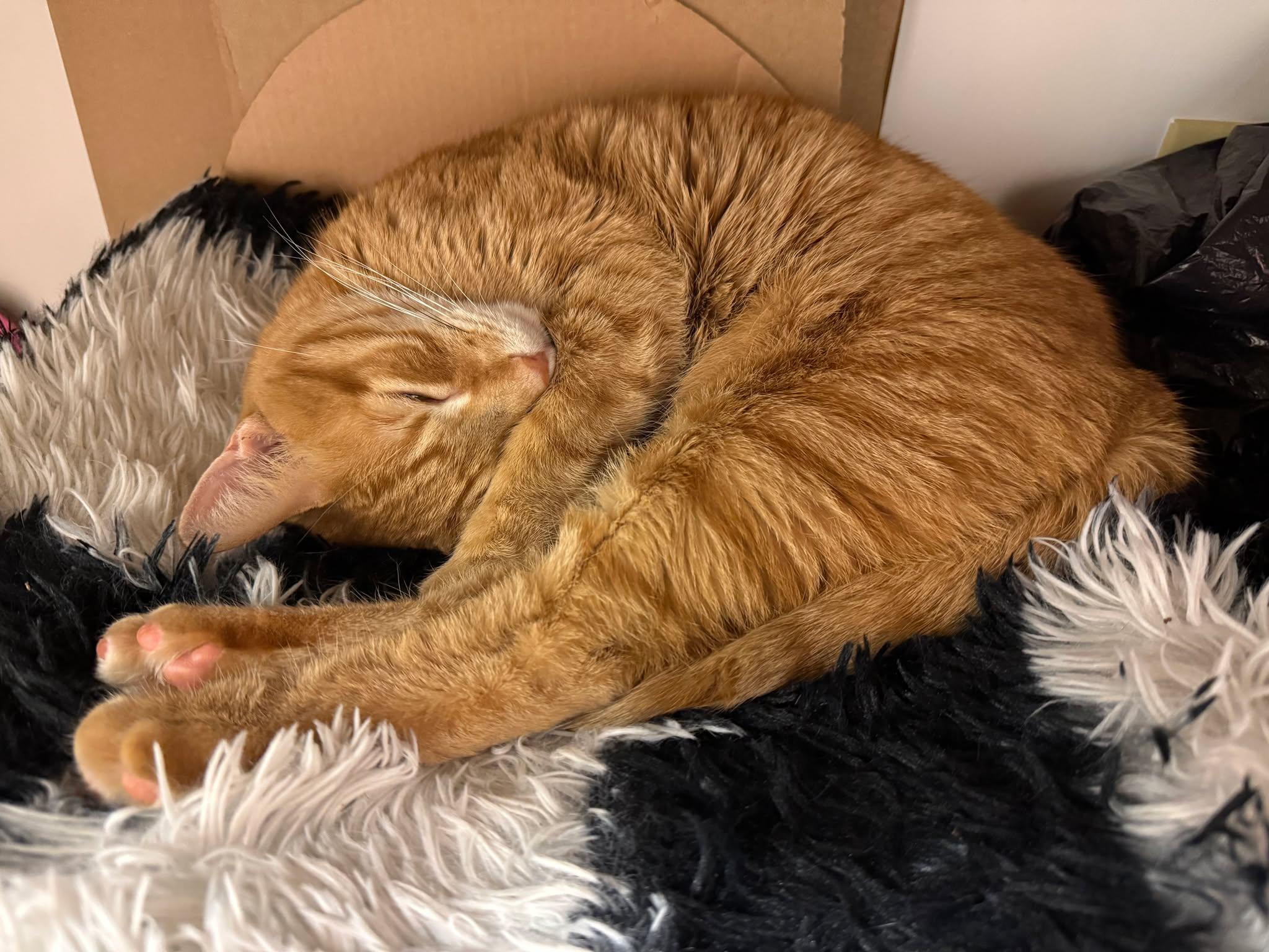 Enlarge Milo, a Adoptable Domestic Short Hair in Kennebunk , ME image 5/5
