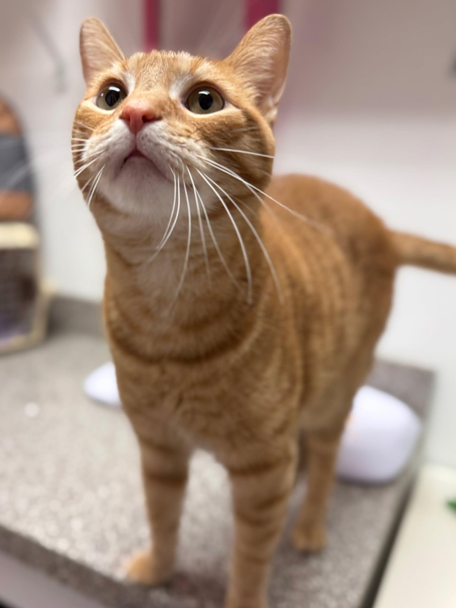 Enlarge Milo, a Adoptable Domestic Short Hair in Kennebunk , ME image 3/5