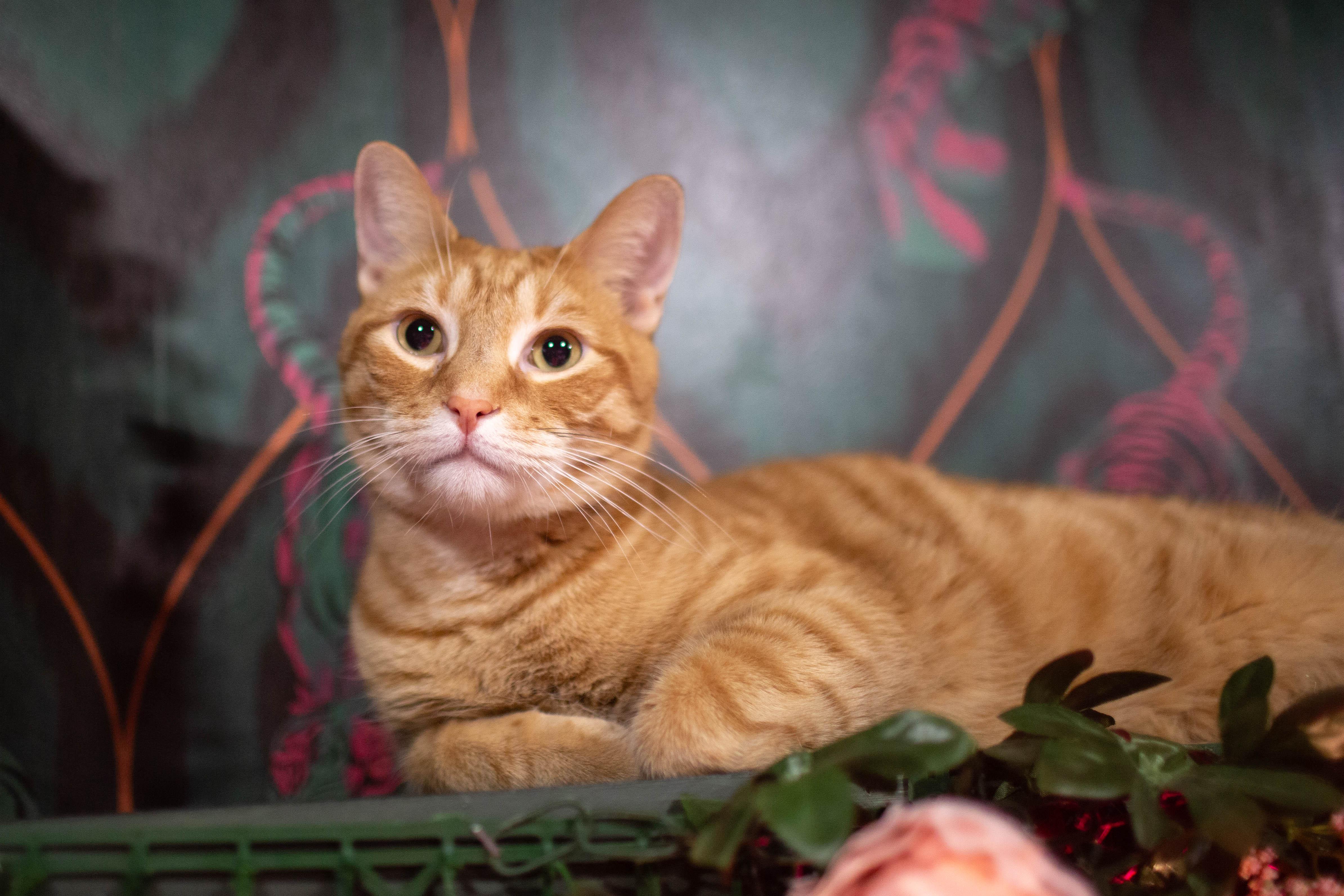 Milo, Adoptable, Adult Male Domestic Short Hair.