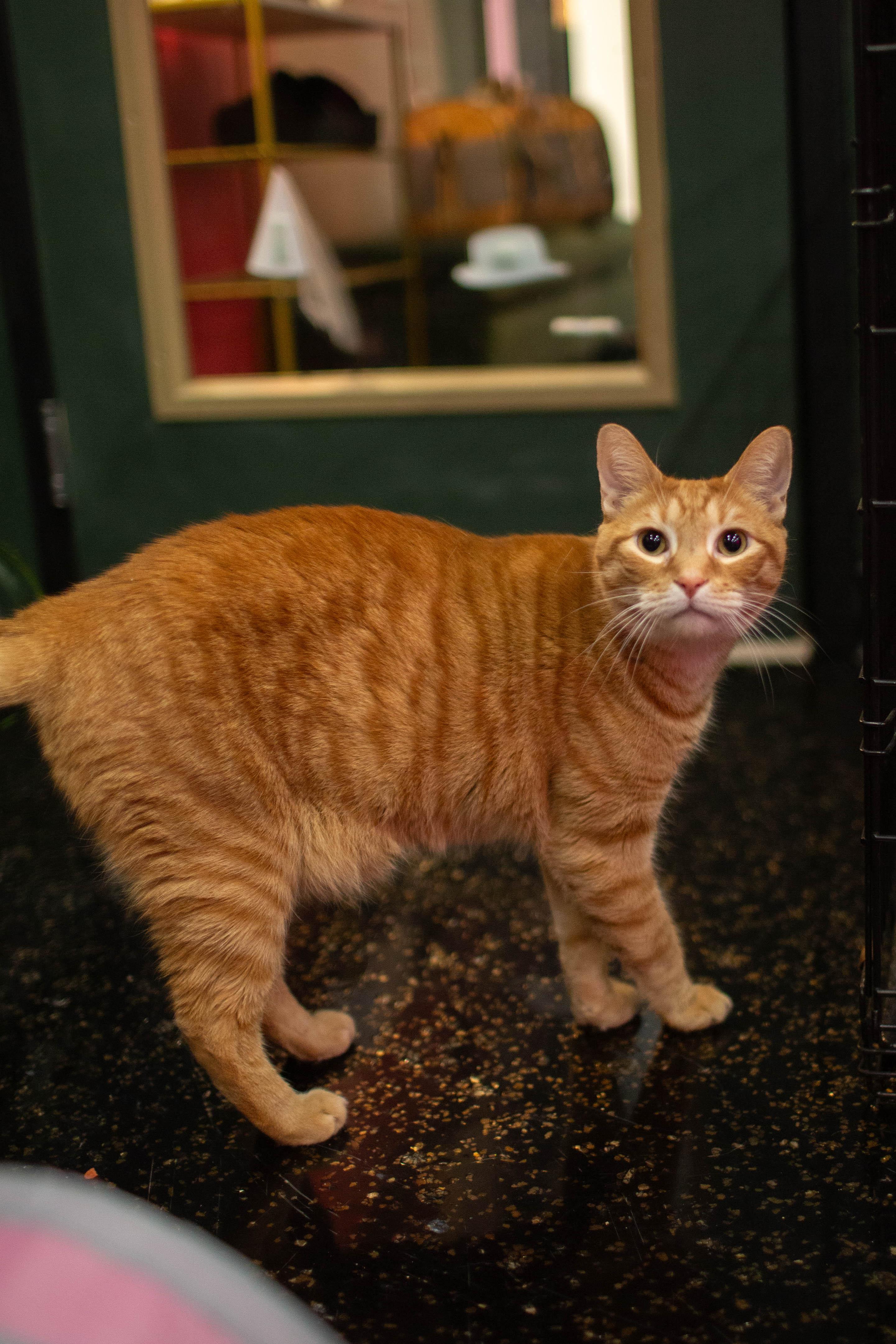 Enlarge Milo, a Adoptable Domestic Short Hair in Kennebunk , ME image 4/5