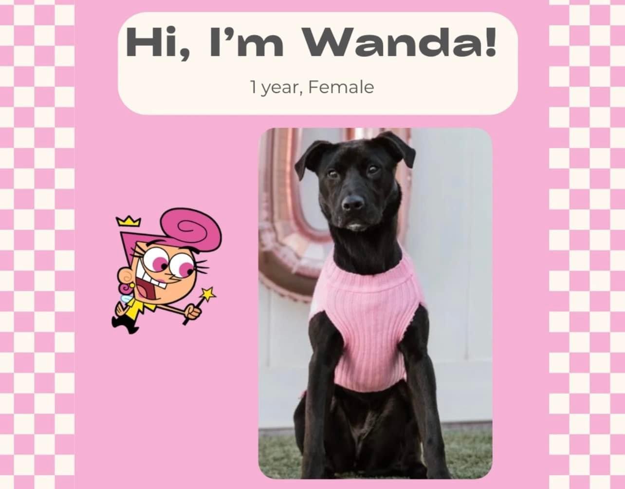 Enlarge Wanda, a Adopted Mixed Breed in Edmond, OK image 1/1