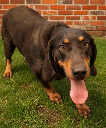 Peaches, Adoptable, Adult Female Black and Tan Coonhound & Mixed Breed.