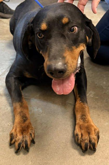 Enlarge Peaches, a Adoptable mixed breed in Bowling Green, KY image 2/2