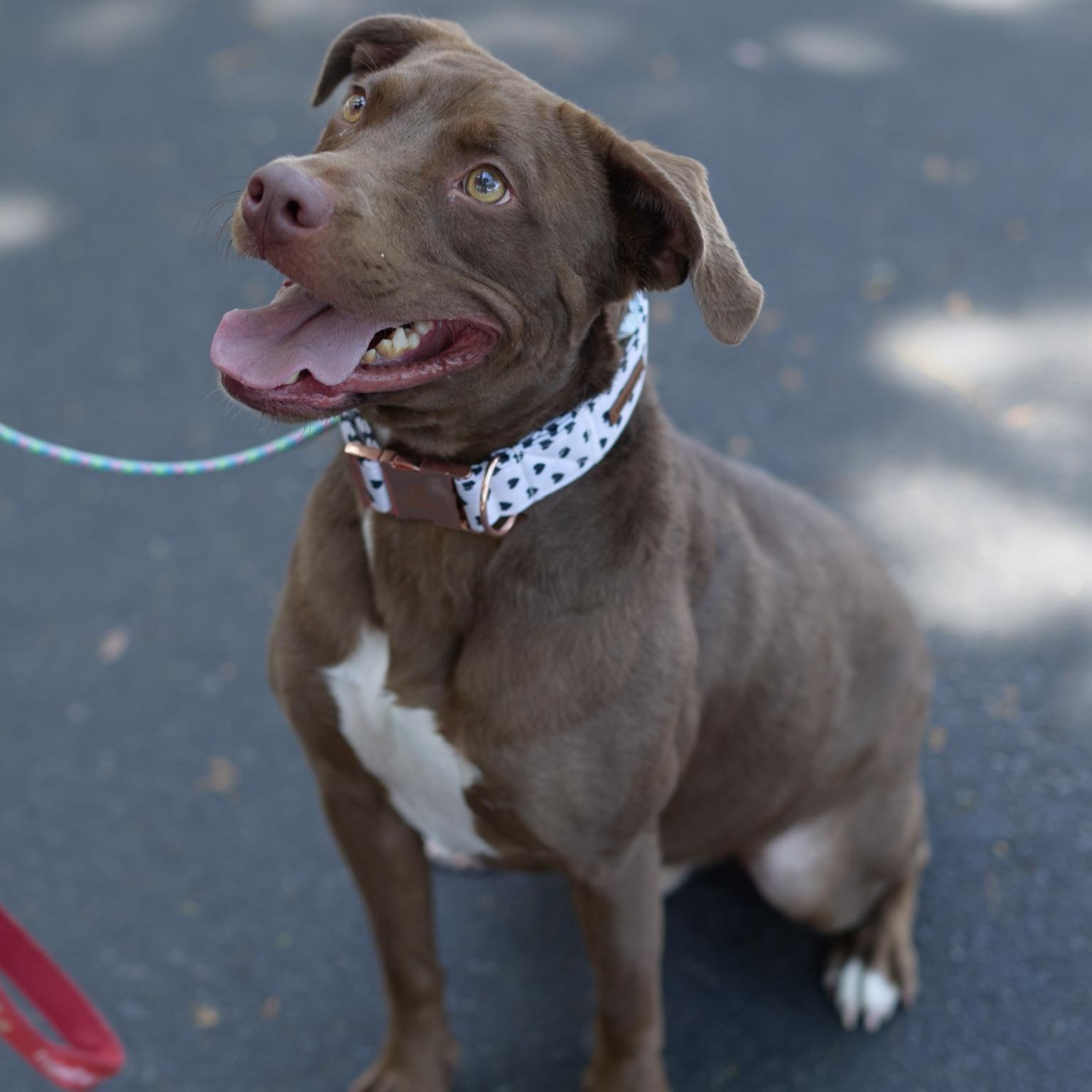 Enlarge Bean, a Adoptable mixed breed in Huntington Beach, CA image 3/5