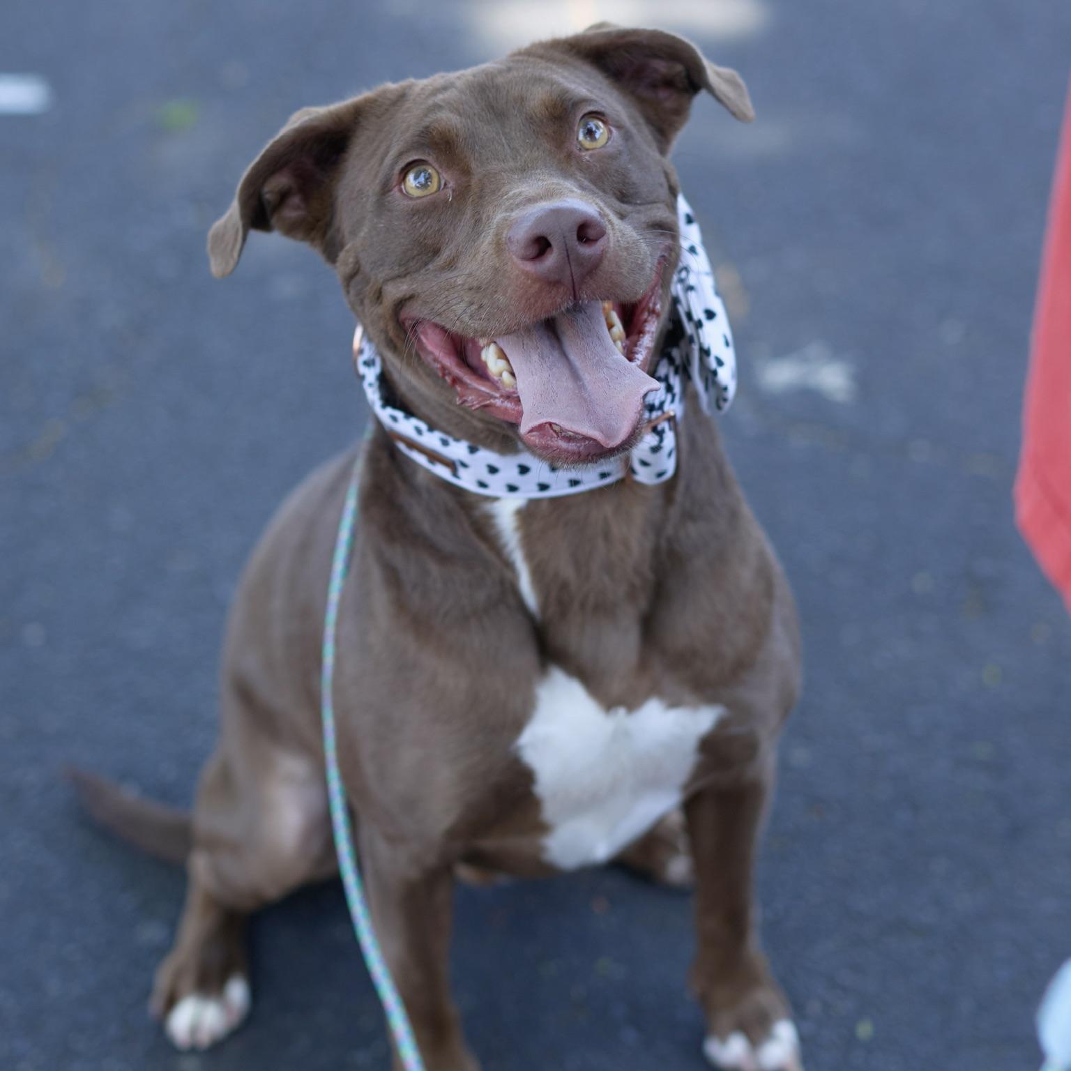Bean, Adoptable, Young Male Chocolate Labrador Retriever & American Bulldog.