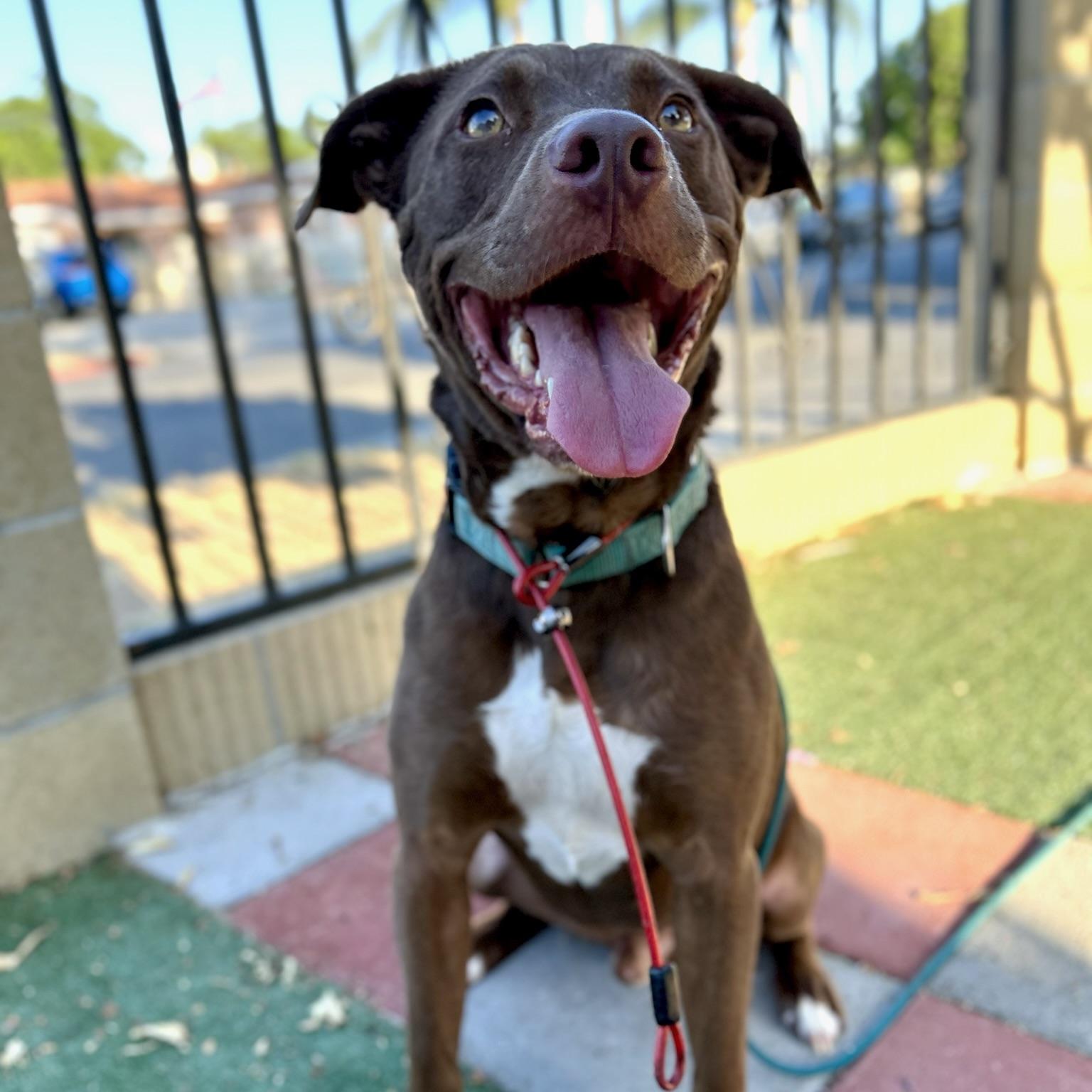 Enlarge Bean, a Adoptable mixed breed in Huntington Beach, CA image 5/5