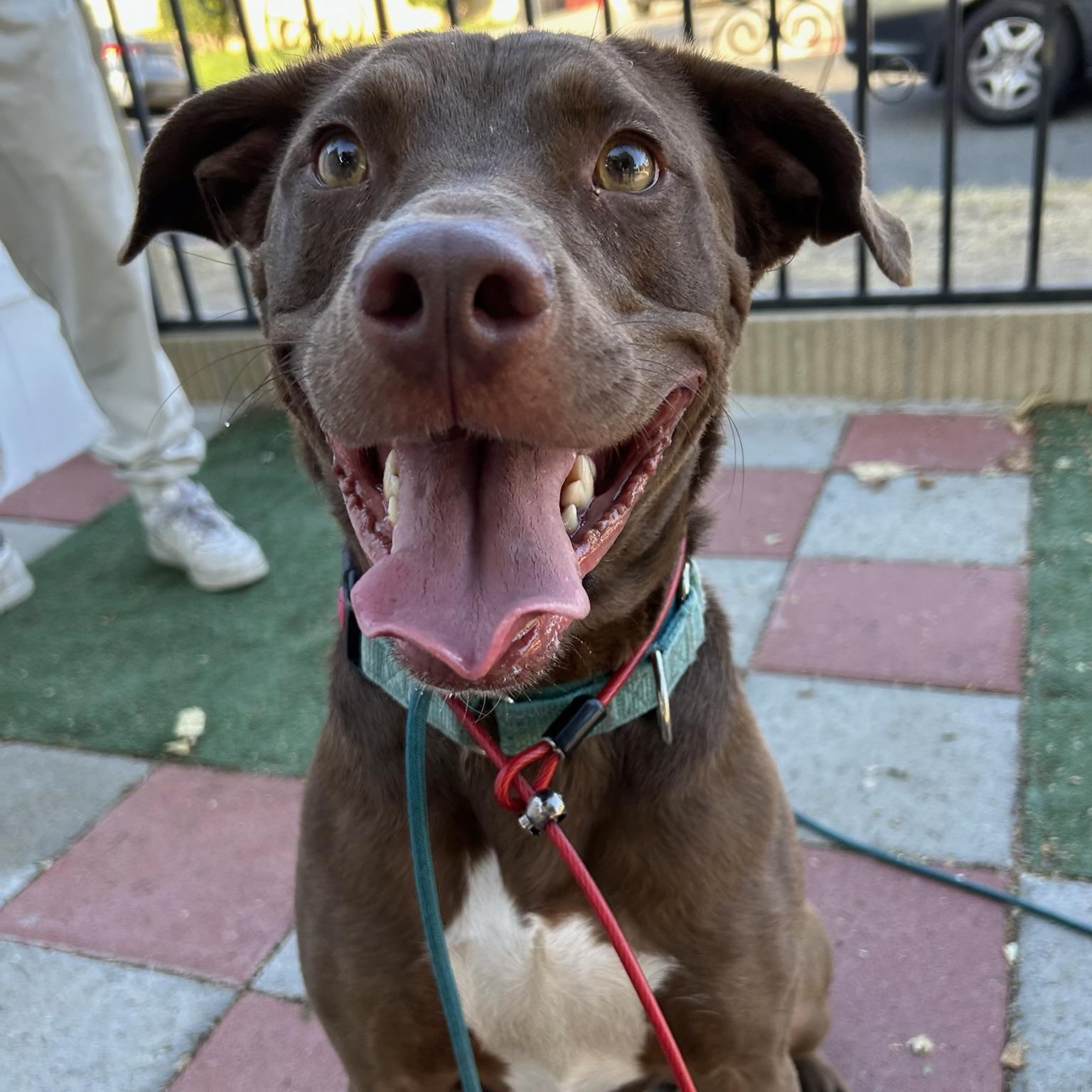 Enlarge Bean, a Adoptable mixed breed in Huntington Beach, CA image 4/5