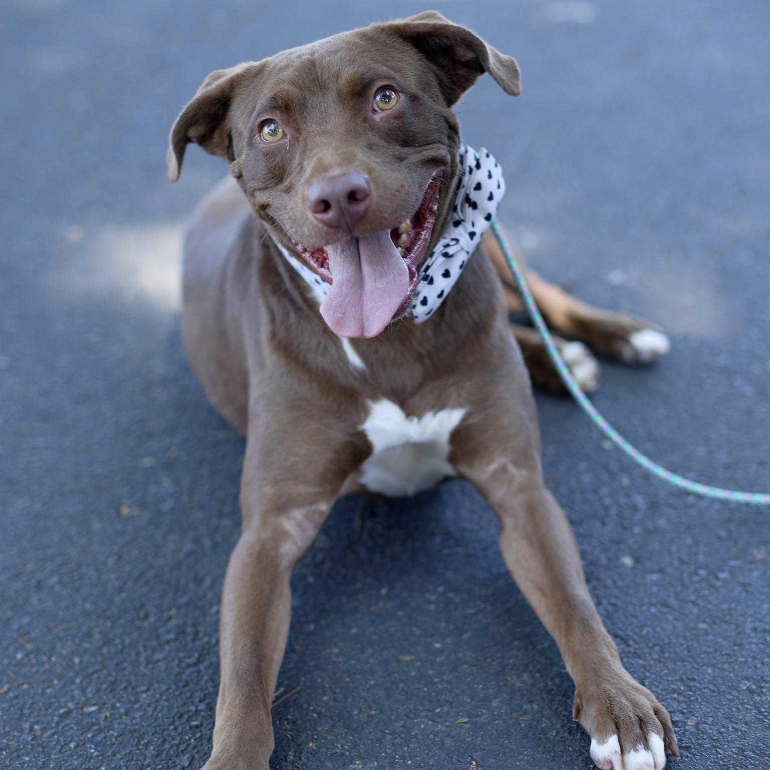 Enlarge Bean, a Adoptable mixed breed in Huntington Beach, CA image 2/5