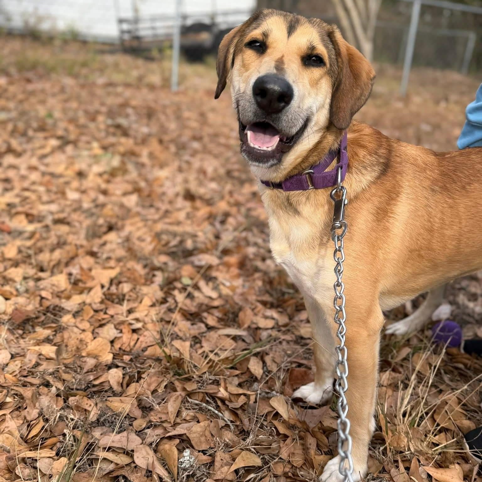 Enlarge Stevie Nicks, a Adoptable mixed breed in Conway, SC image 1/5