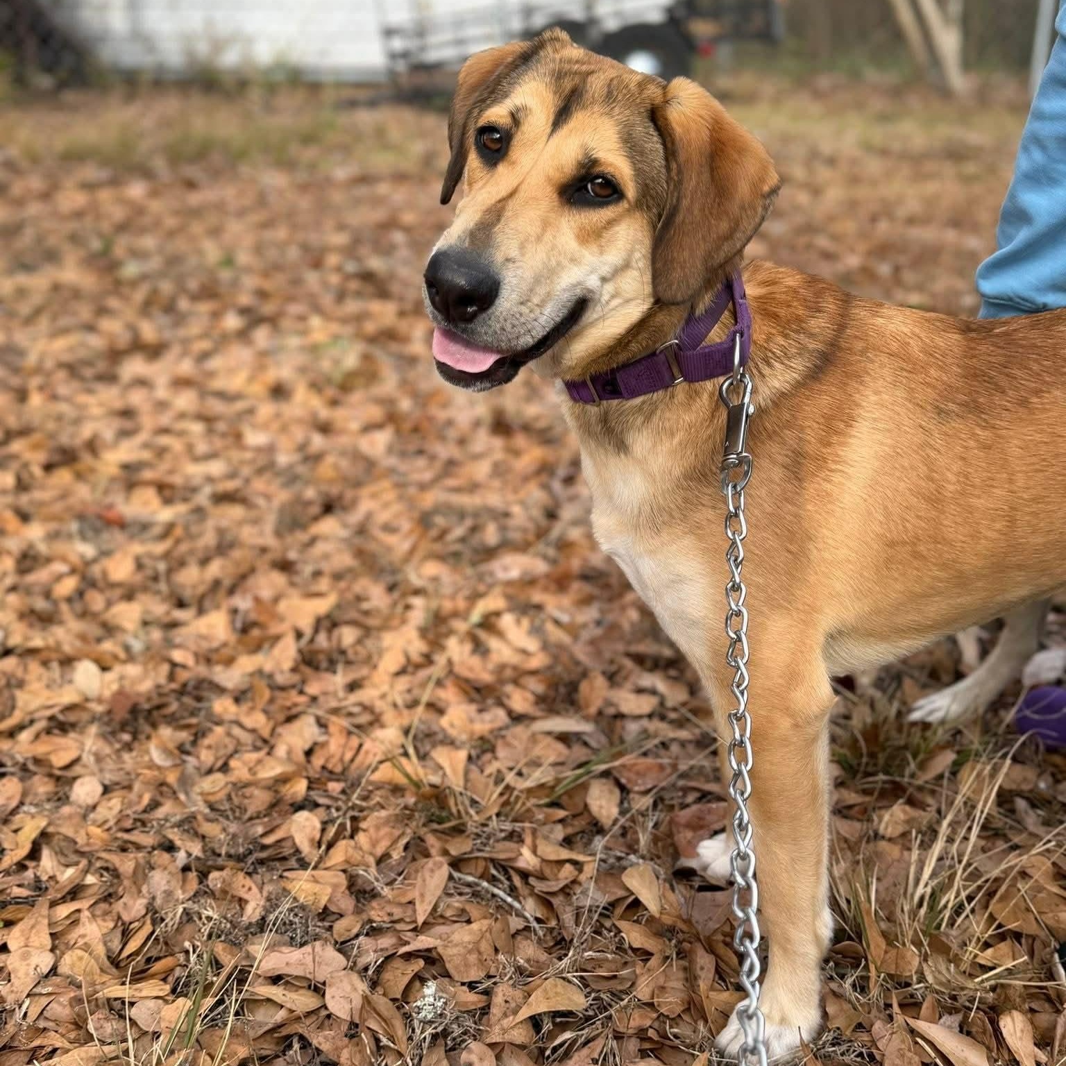 Enlarge Stevie Nicks, a Adoptable mixed breed in Conway, SC image 3/5