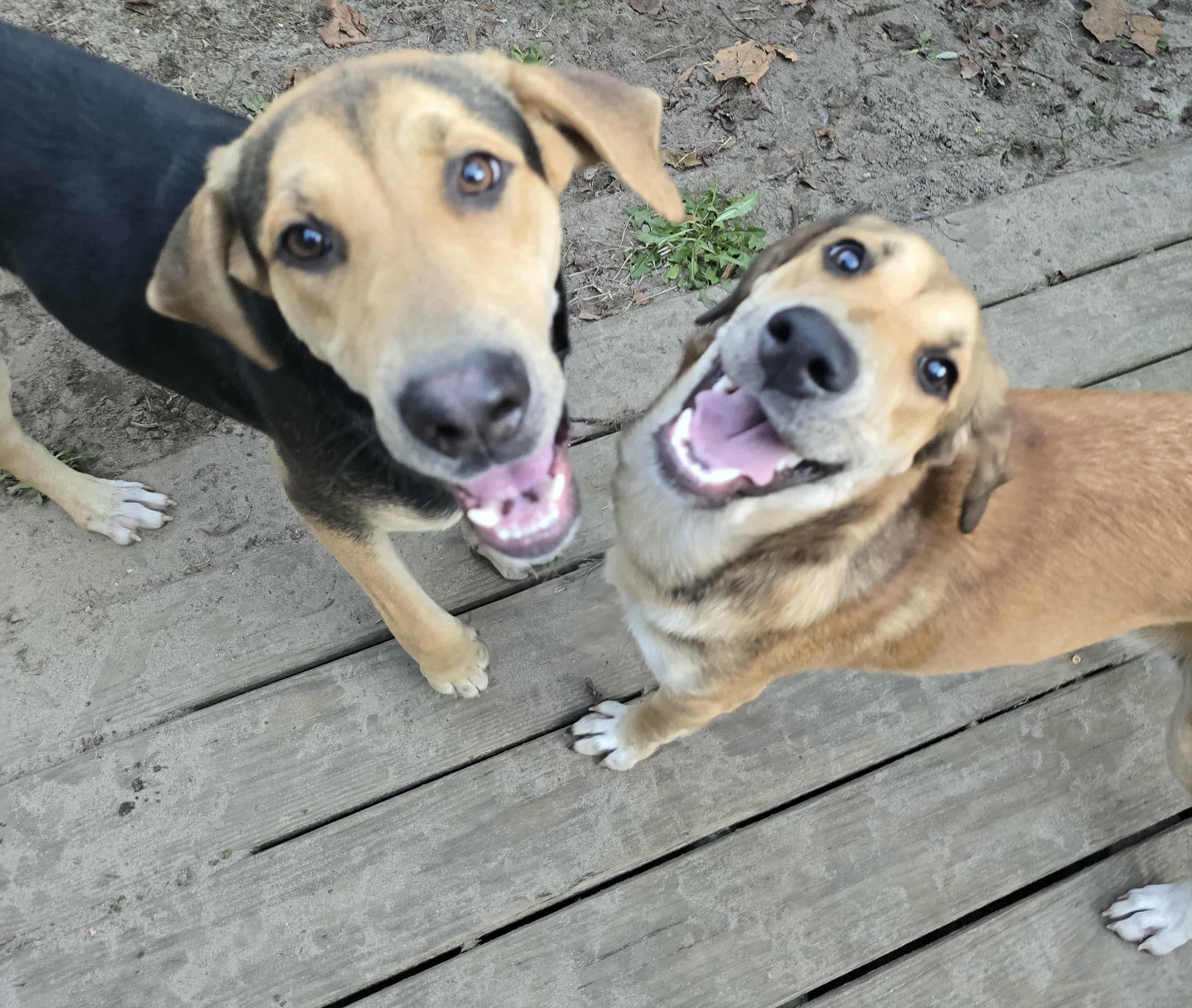 Stevie Nicks, Adoptable, Young Female Mixed Breed & Hound.