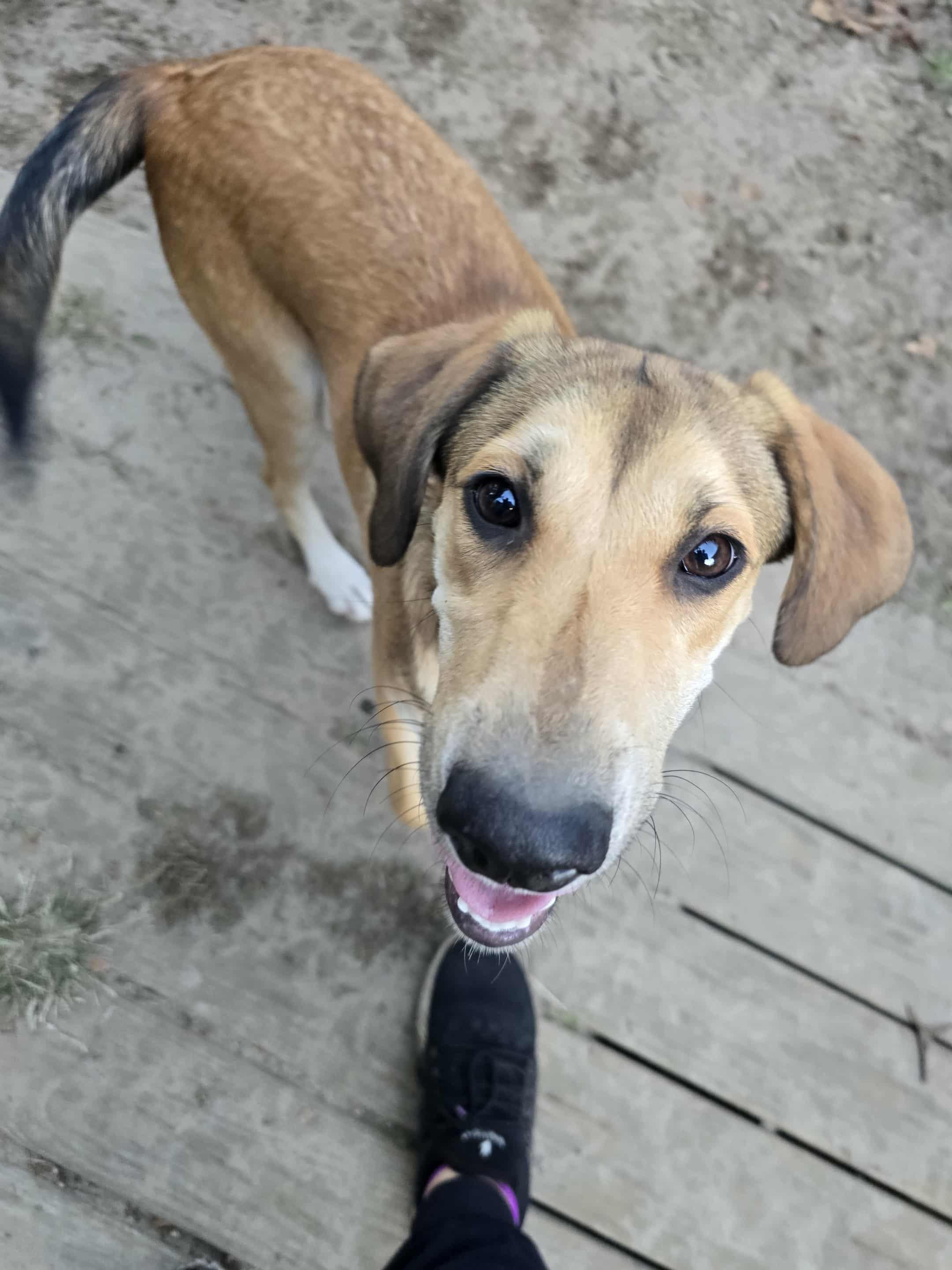 Stevie Nicks, a Adoptable mixed breed in Conway, SC image 2/3