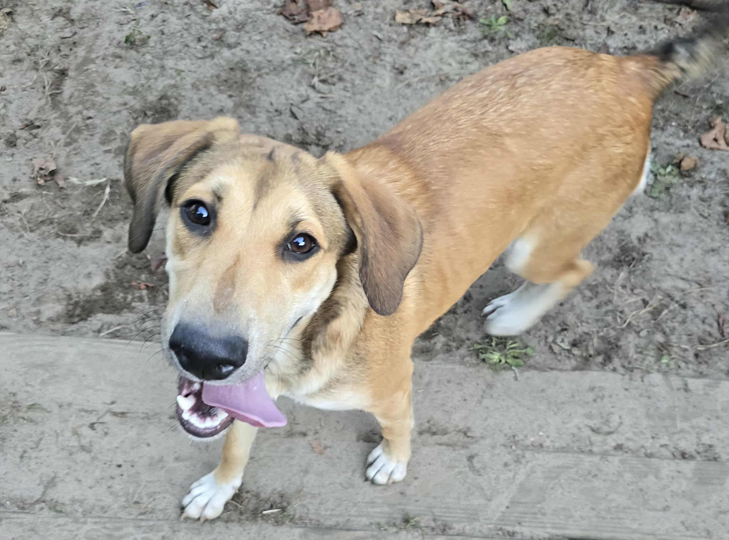 Stevie Nicks, a Adoptable mixed breed in Conway, SC image 3/3