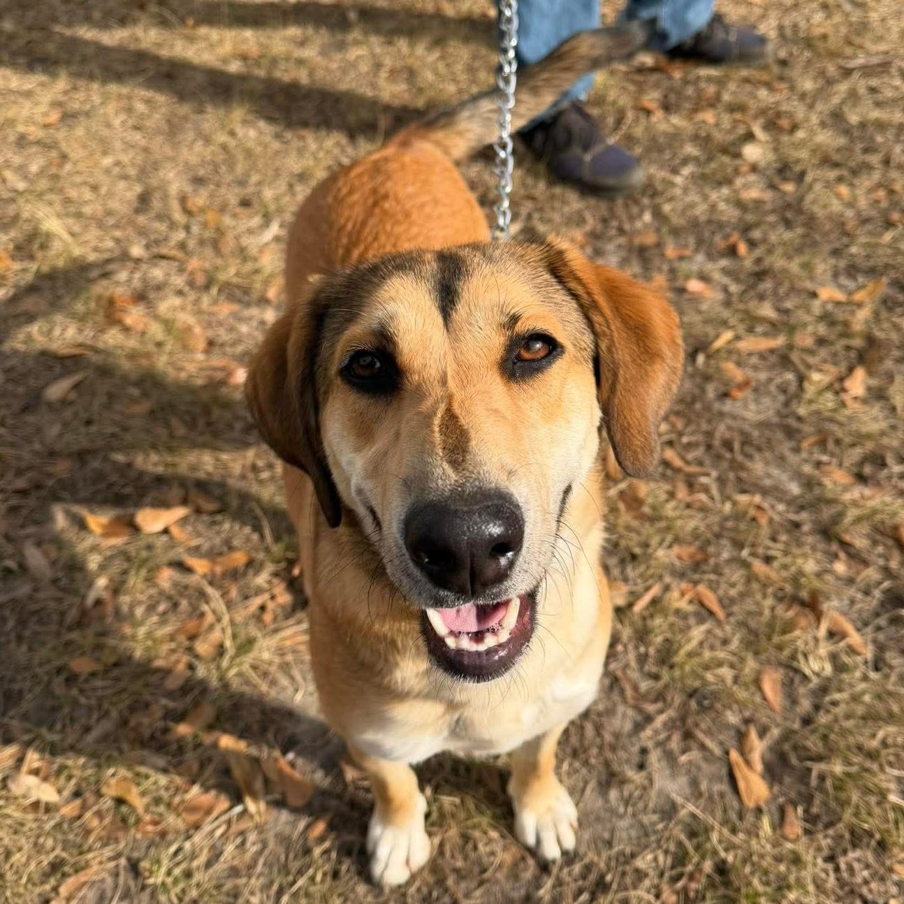 Enlarge Stevie Nicks, a Adoptable mixed breed in Conway, SC image 2/5