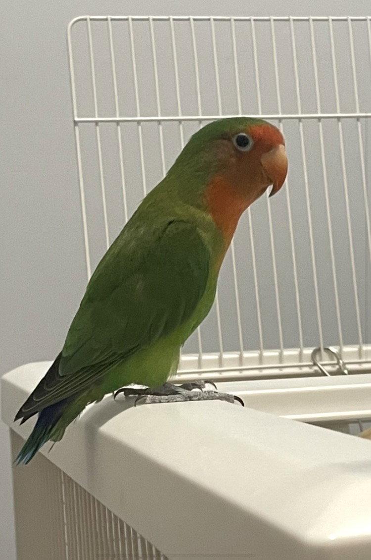 Chicky (Chicken), Adoptable, Adult Male Lovebird.