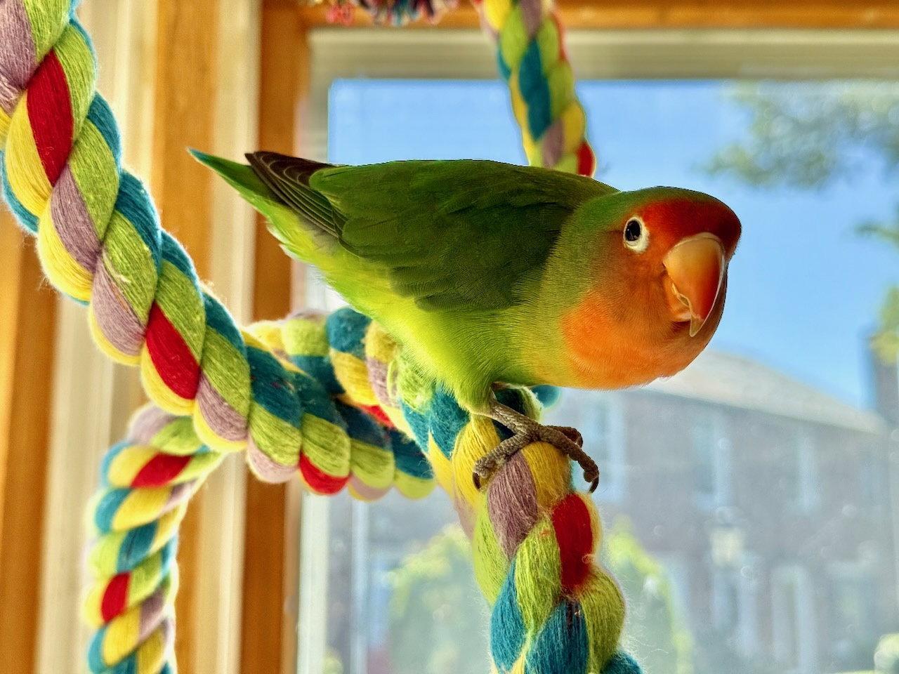 Enlarge Chicky (Chicken), a Adoptable Lovebird in Belford, NJ image 2/3