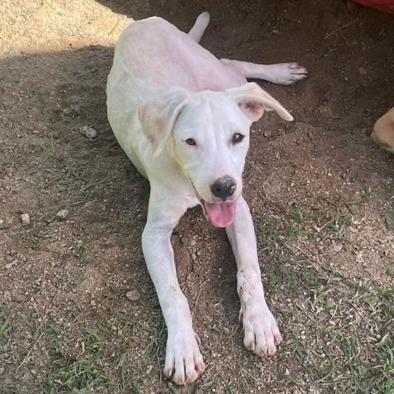 Rufus, Adoptable, Young Male Labrador Retriever.