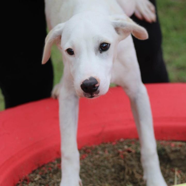 Enlarge Rufus, a Adoptable Labrador Retriever in Newark, NJ image 3/6