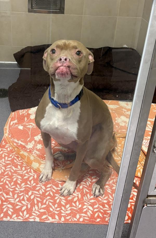 Phoebe, Adoptable, Adult Female Boxer & Pit Bull Terrier.