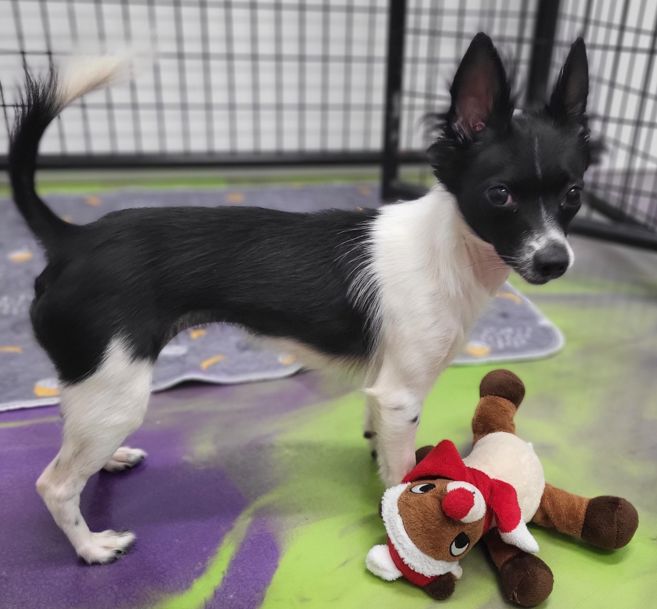 Abbie, adopted, Young Female Chihuahua & Papillon.