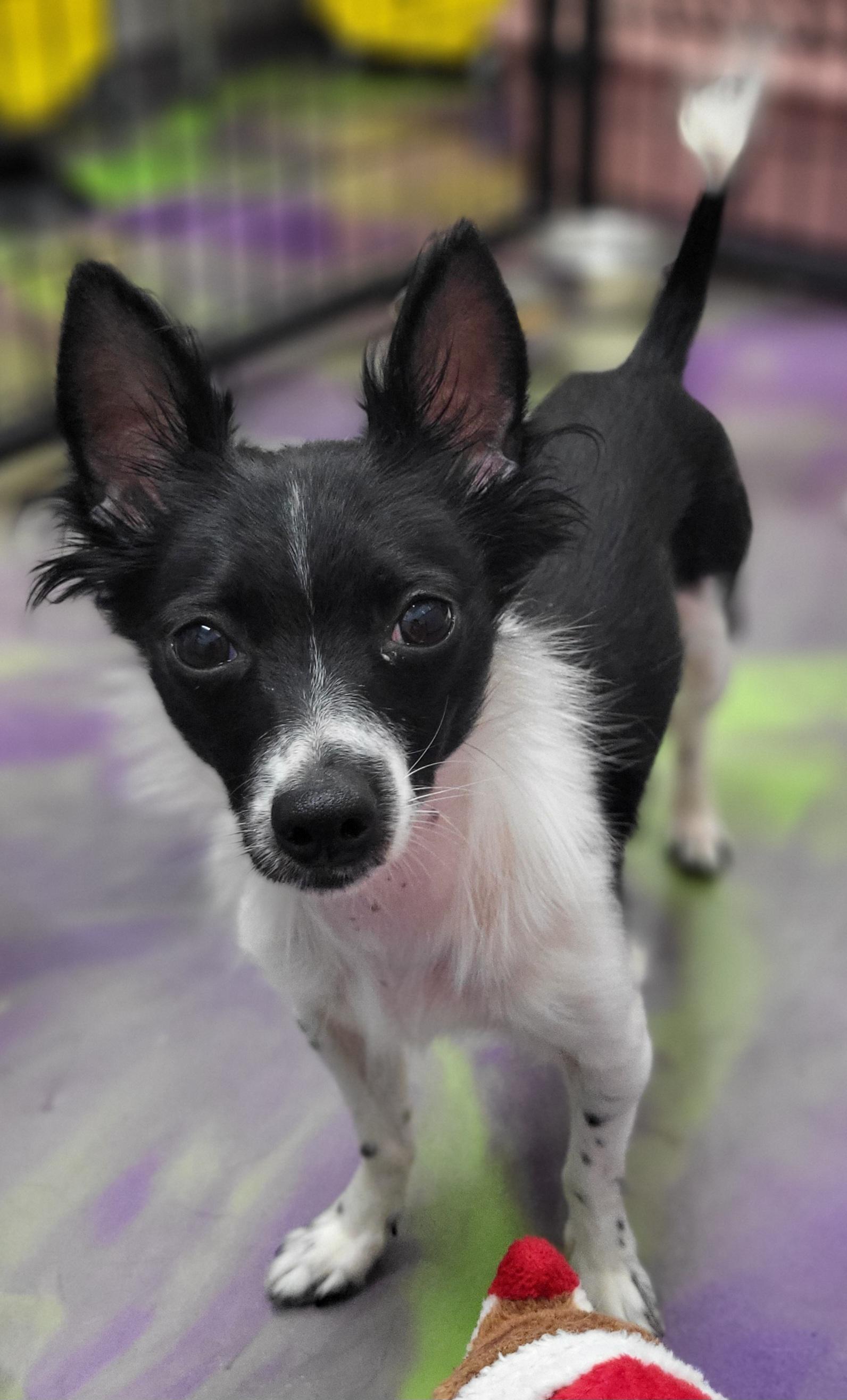 Abbie, an adopted mixed breed in Anna, IL image 2/4